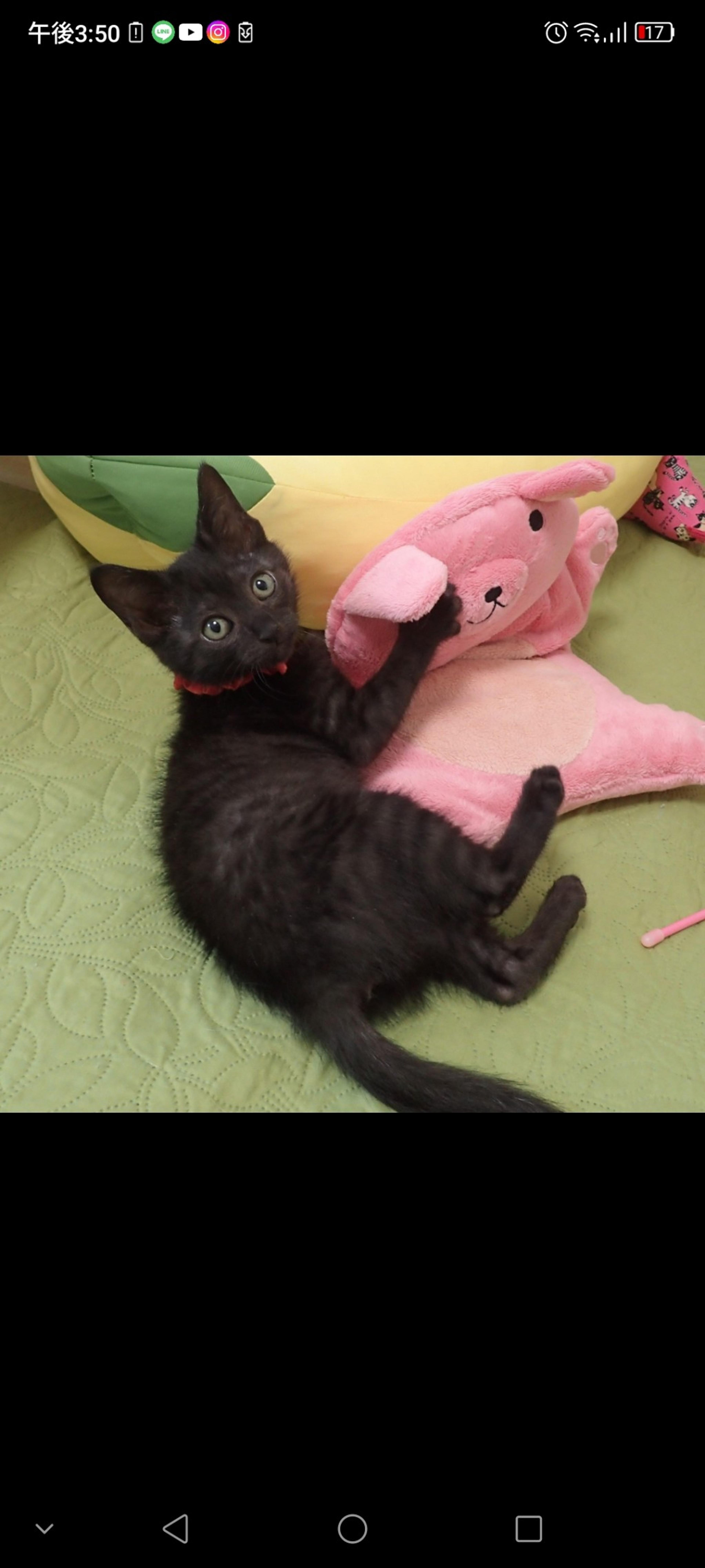 pet-image-3