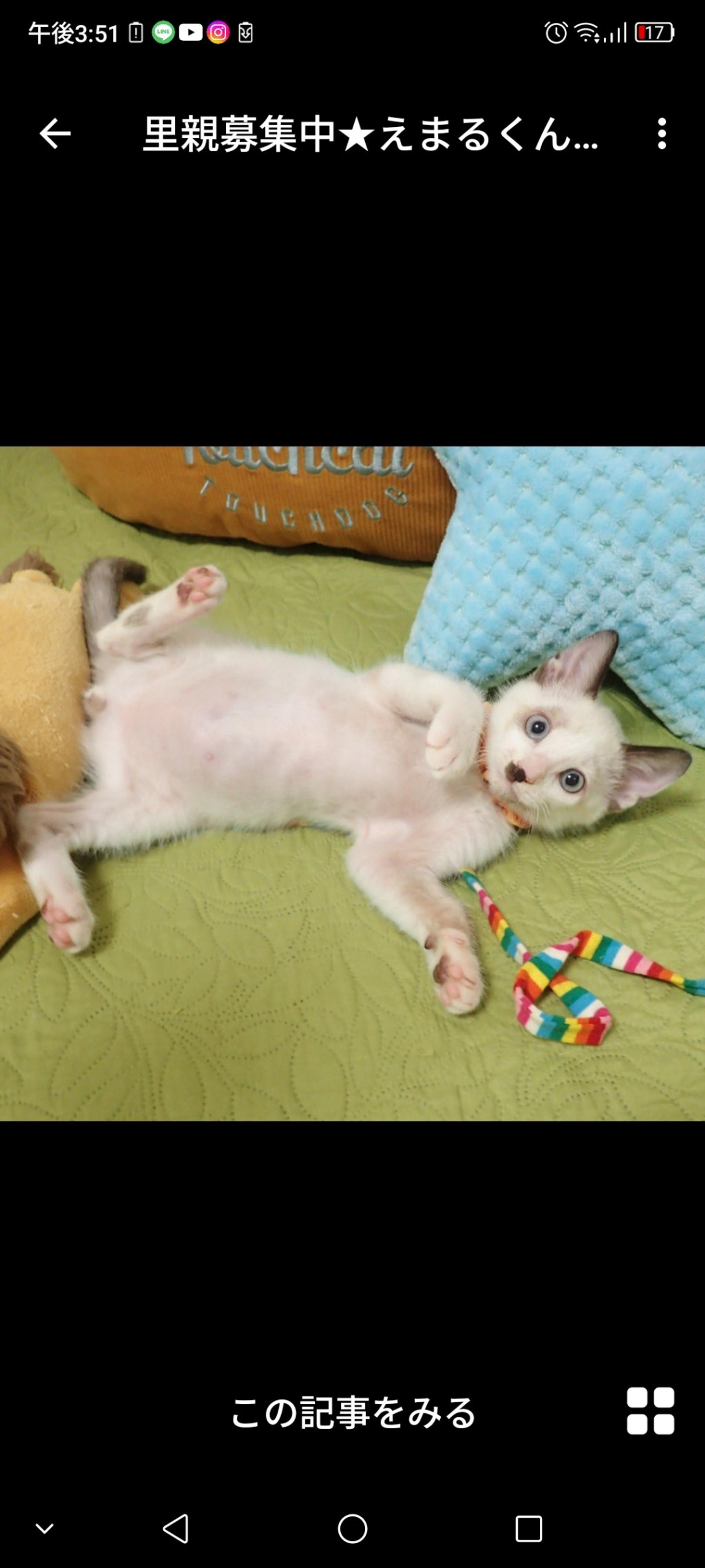 pet-image-3