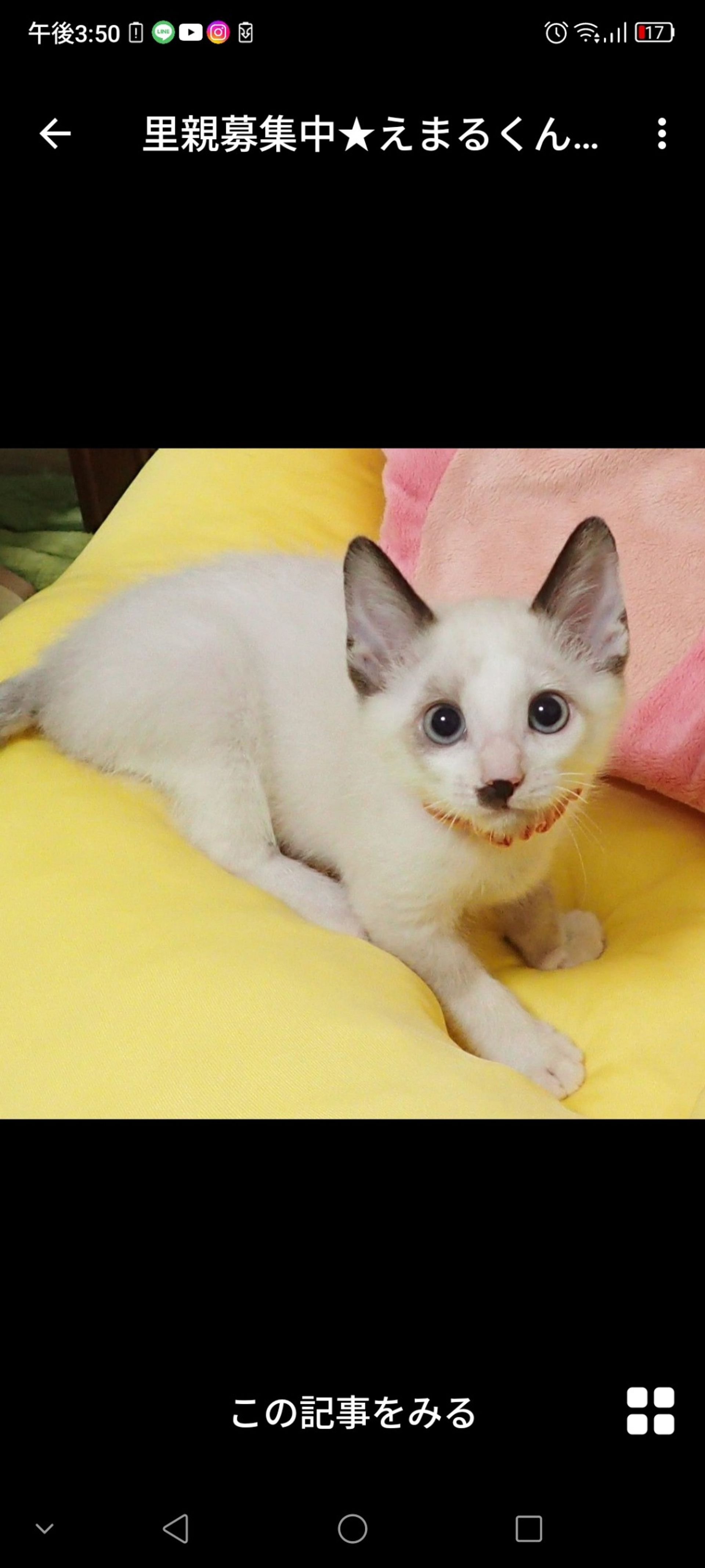 雑種（ミックス猫）・オスの里親募集の写真
