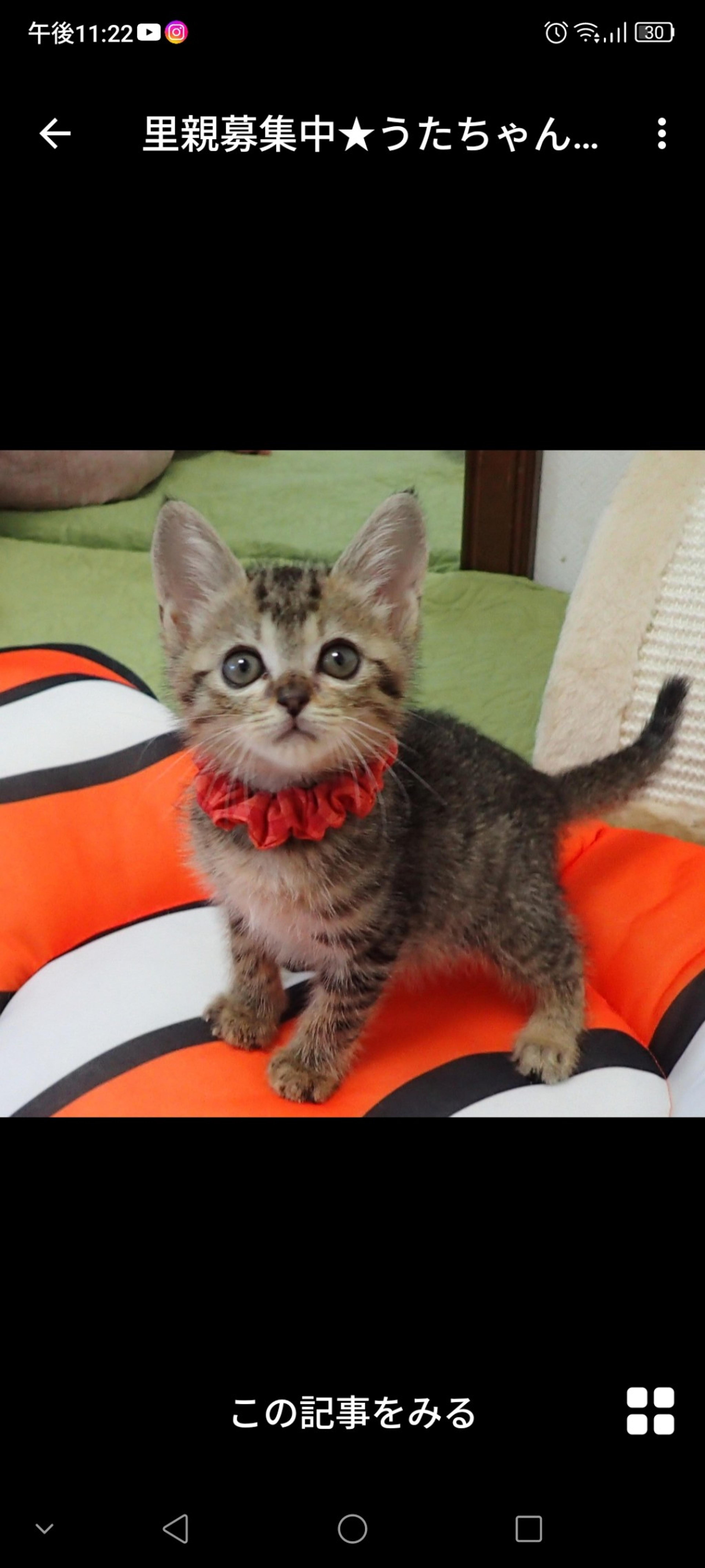 pet-image-2