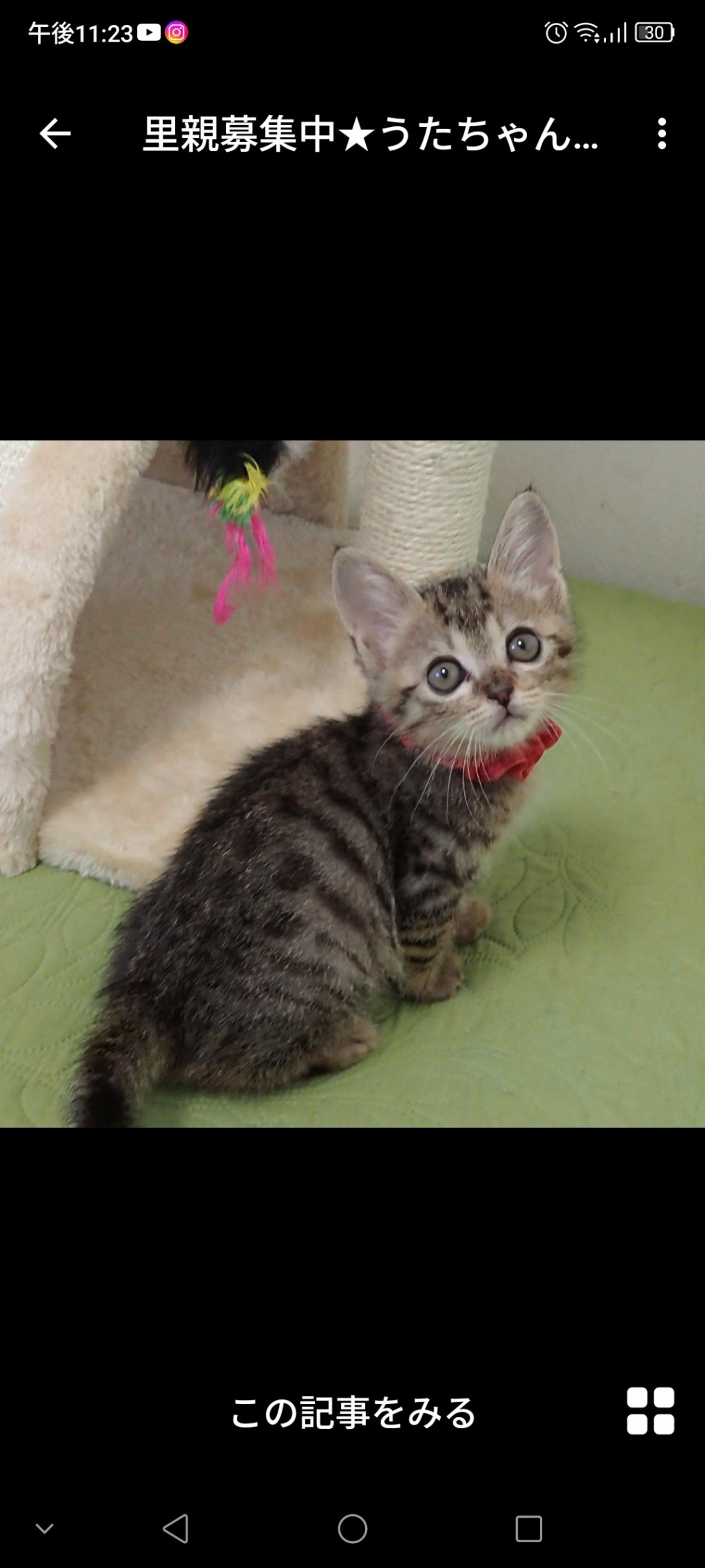 pet-image-3