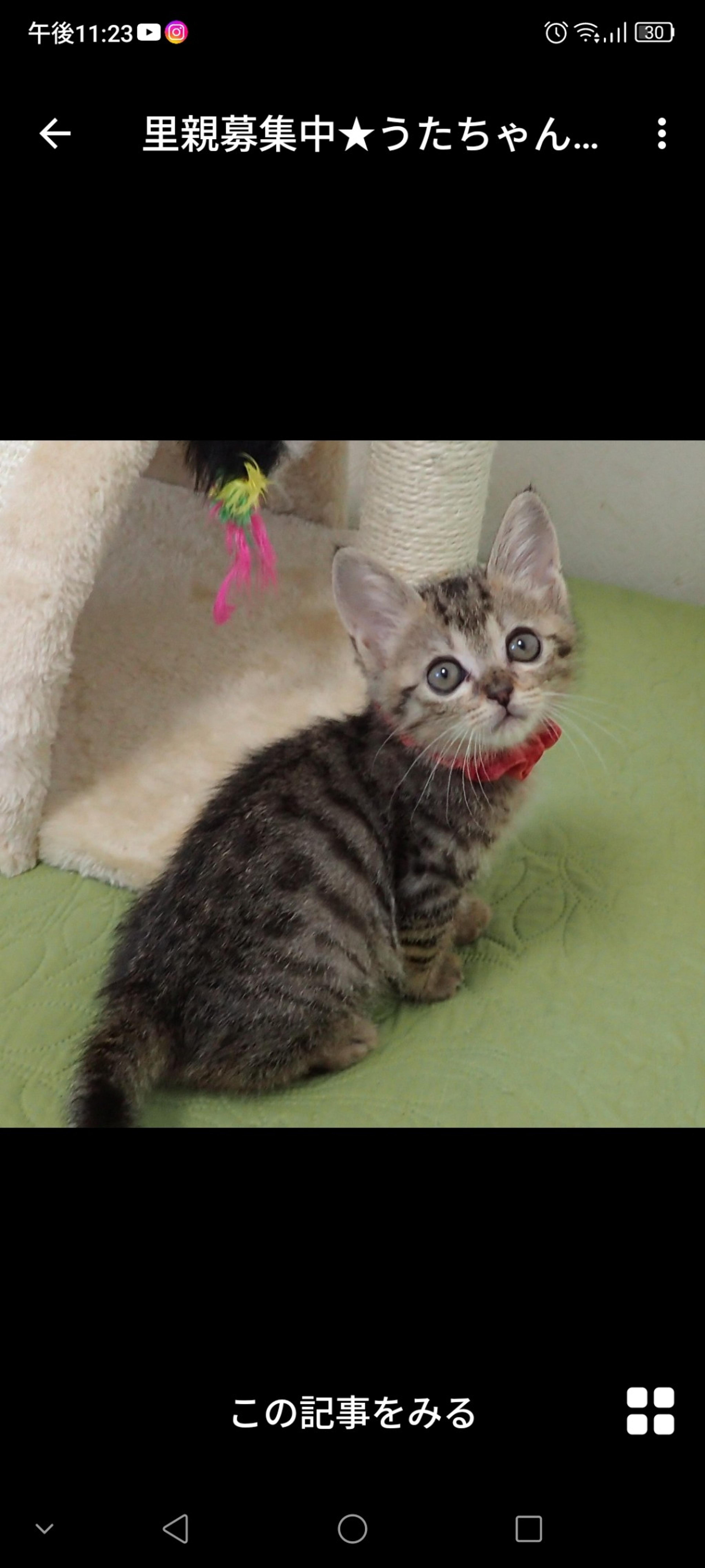 pet-image-3