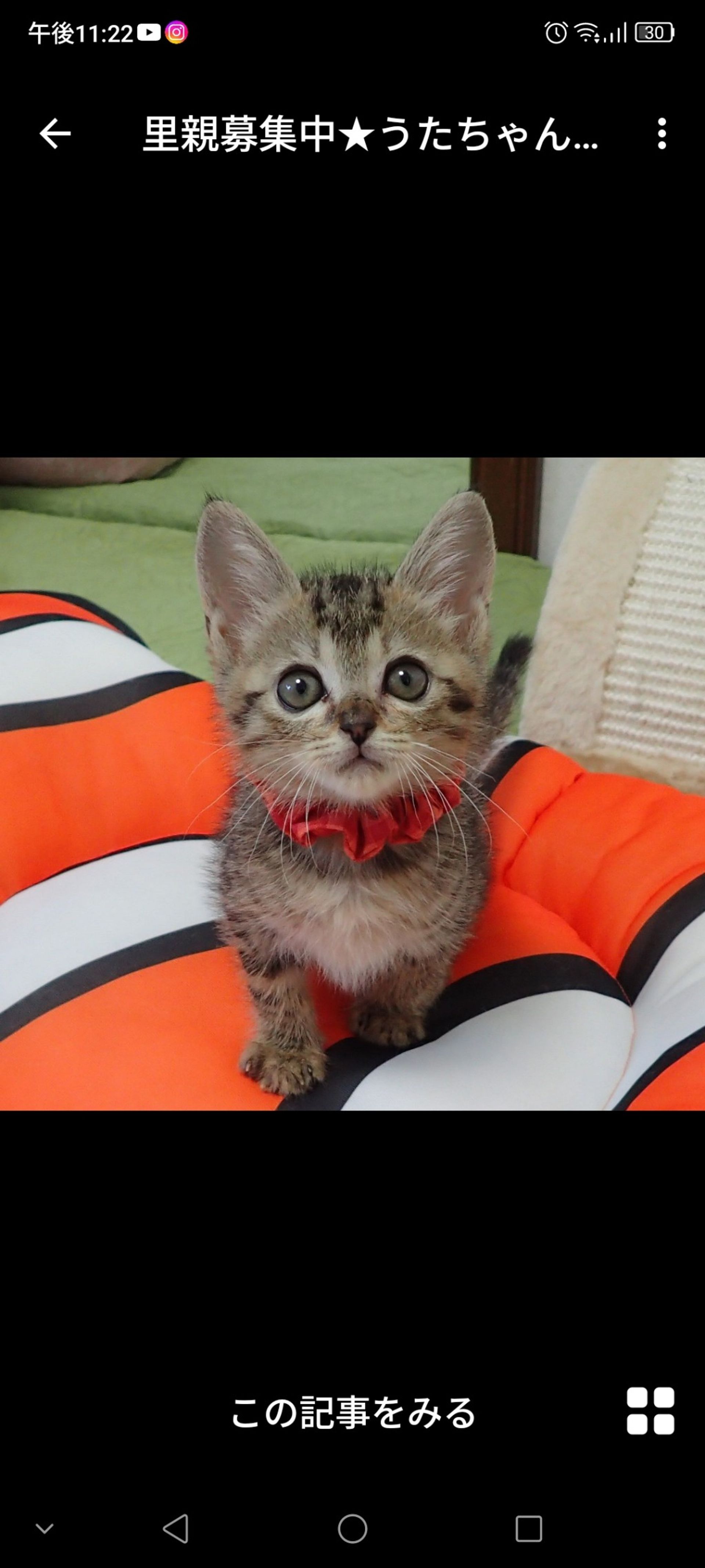 雑種（ミックス猫）・メスの里親募集の写真