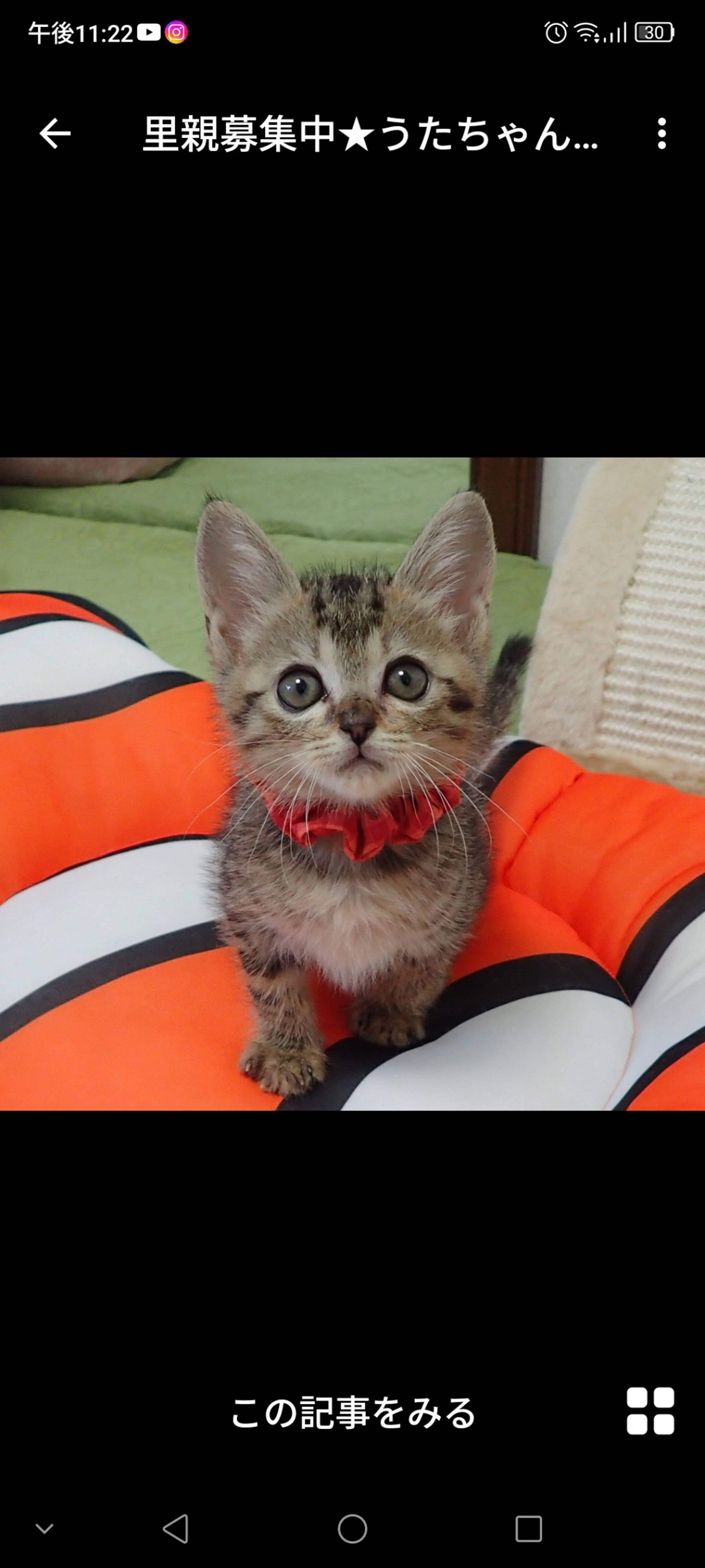 雑種（ミックス猫）・メスの里親募集の写真