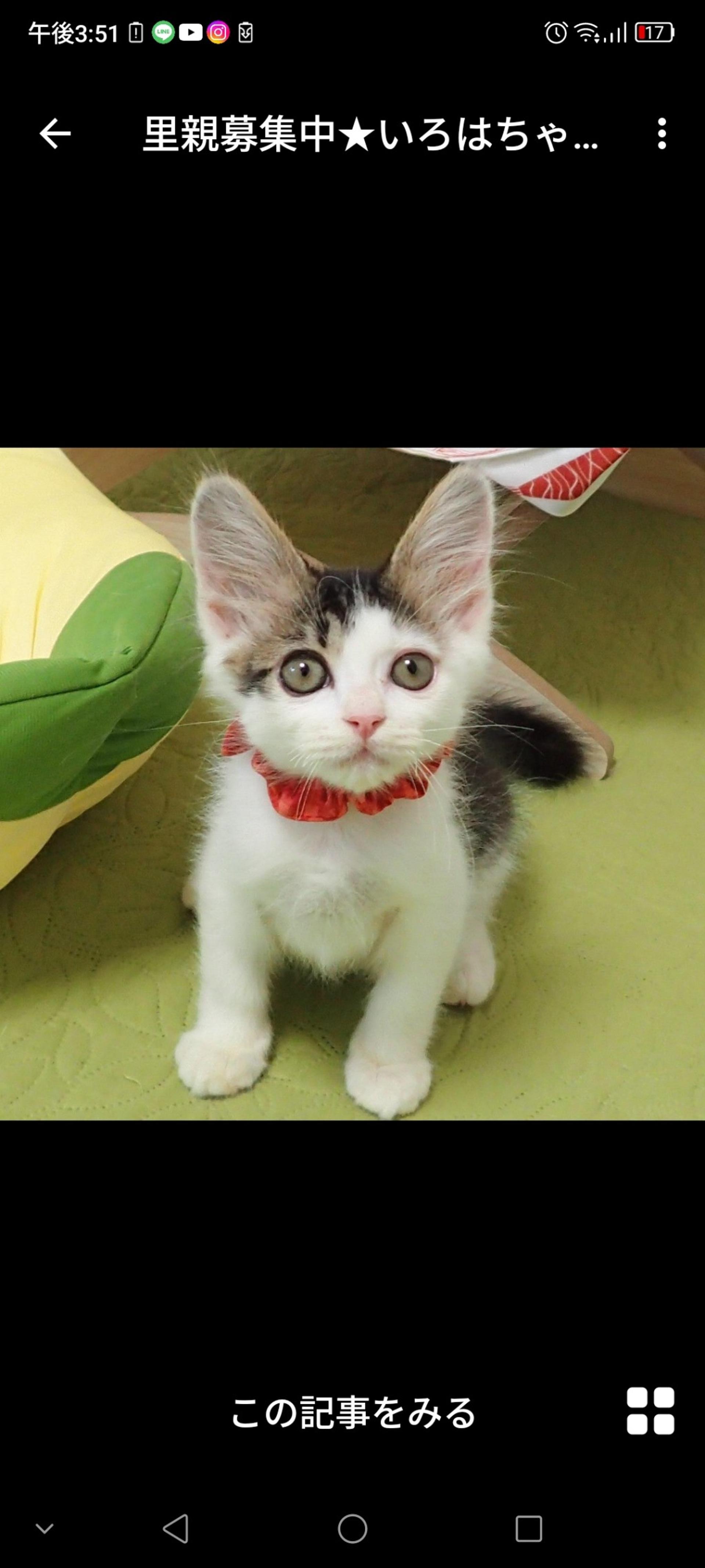 pet-image-2