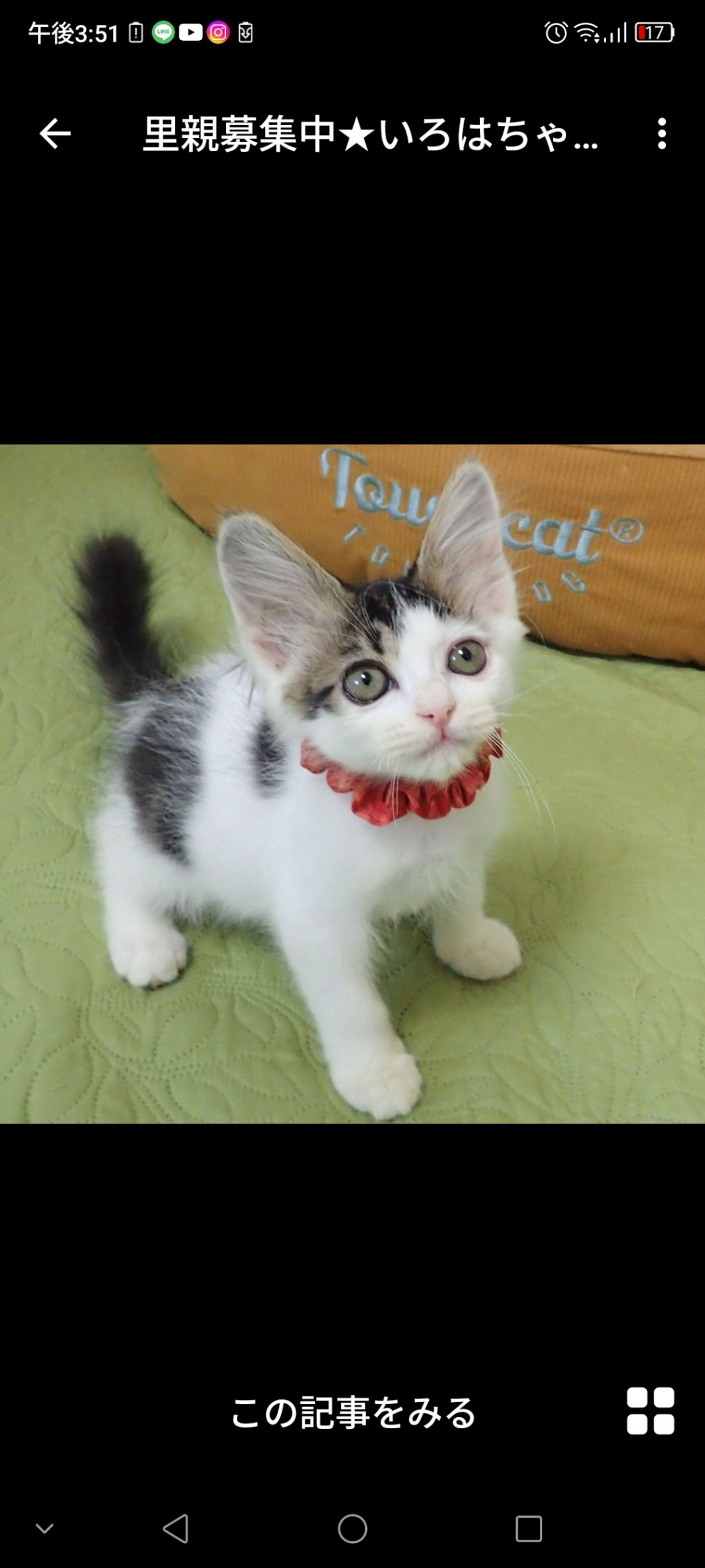 雑種（ミックス猫）・メスの里親募集の写真