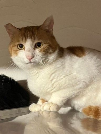 雑種（ミックス猫）・オスの里親募集の写真