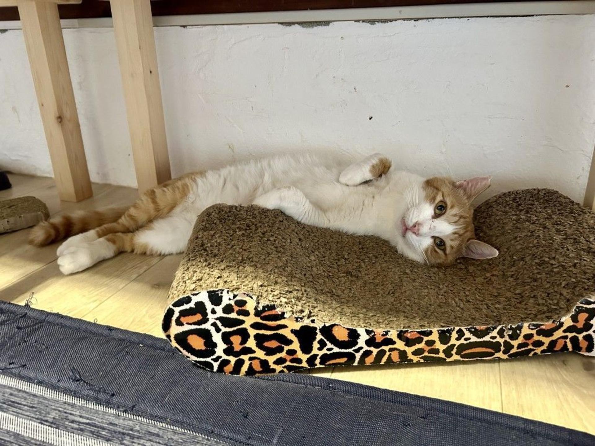 pet-image-2