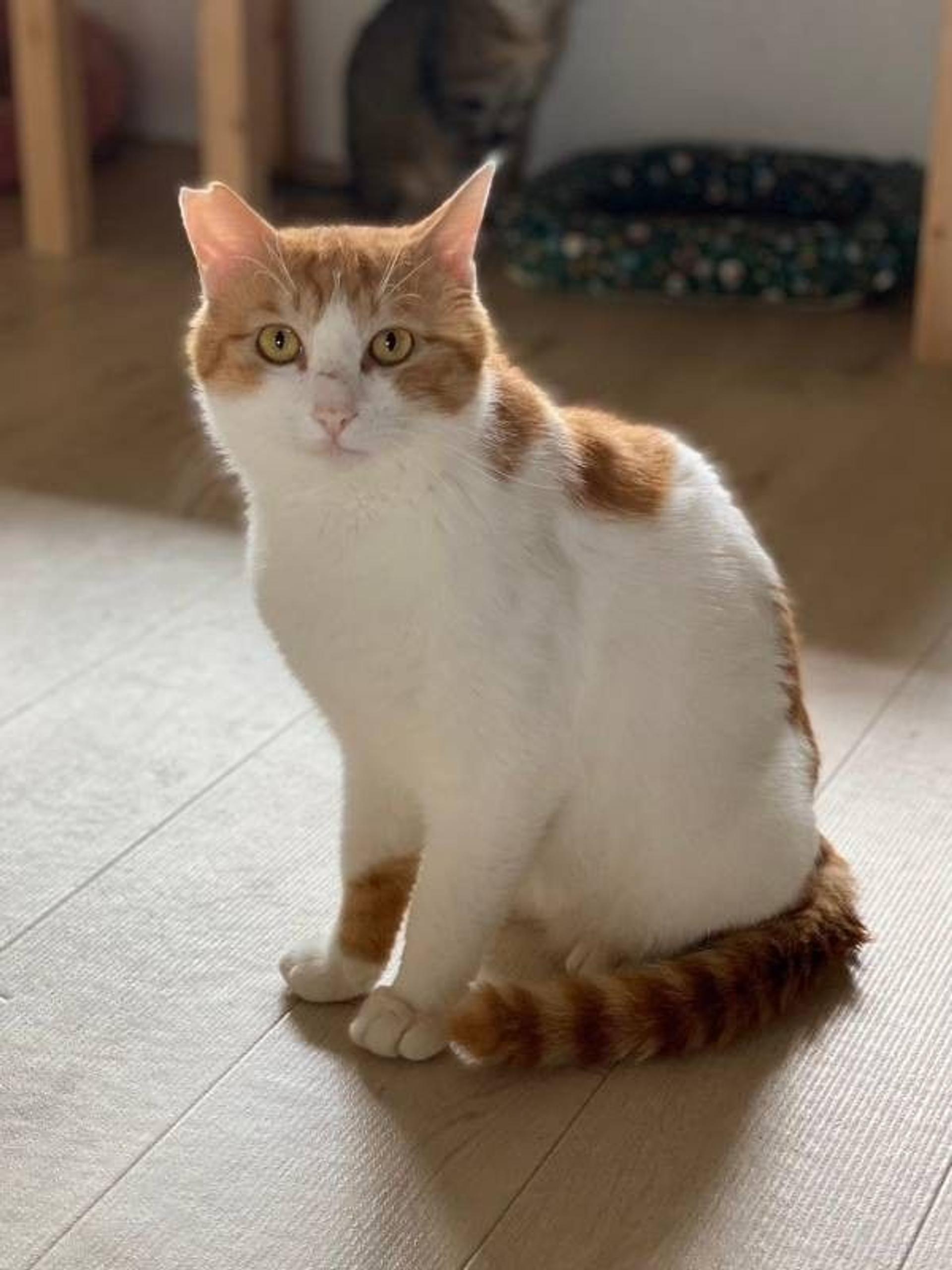 pet-image-7