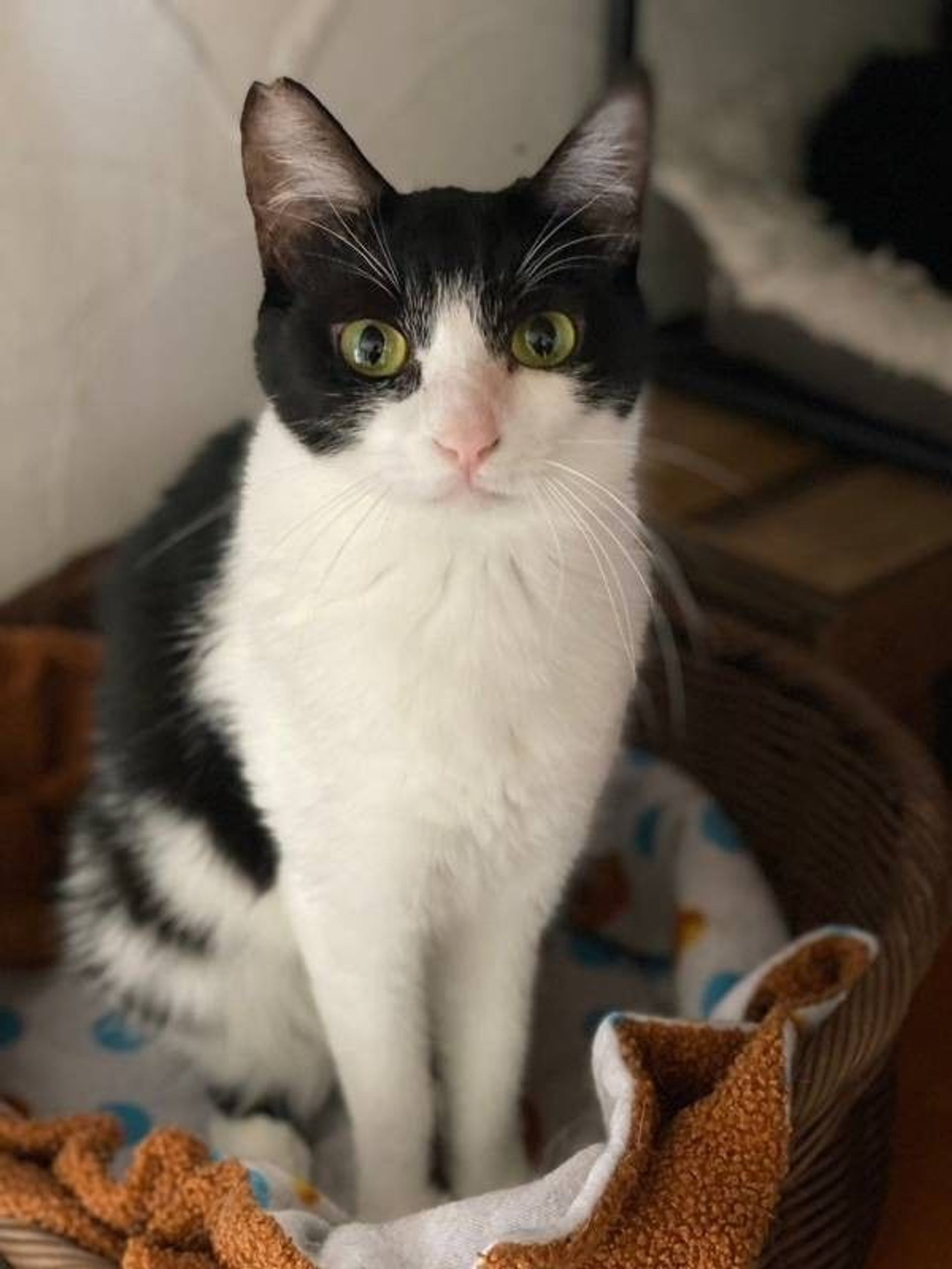 雑種（ミックス猫）・メスの里親募集の写真