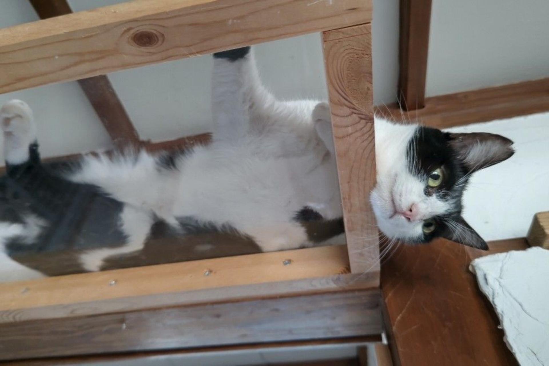 pet-image-5