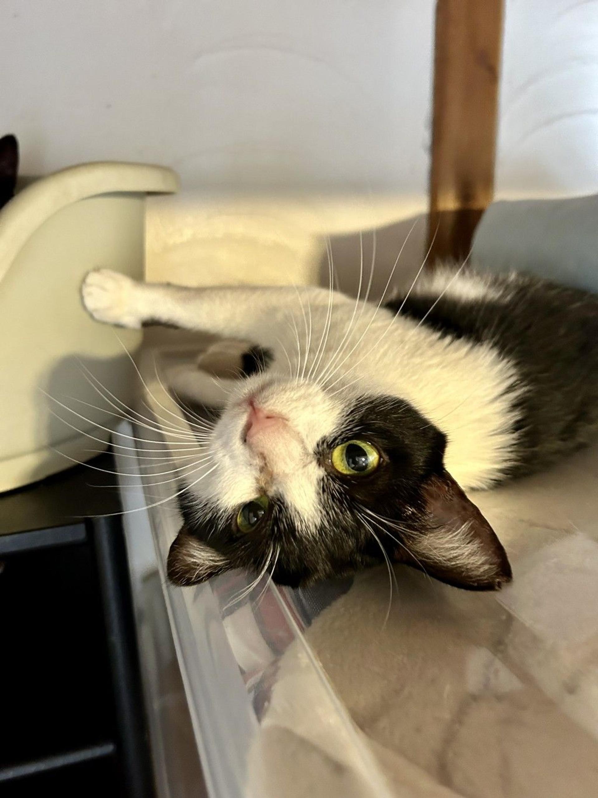 pet-image-4
