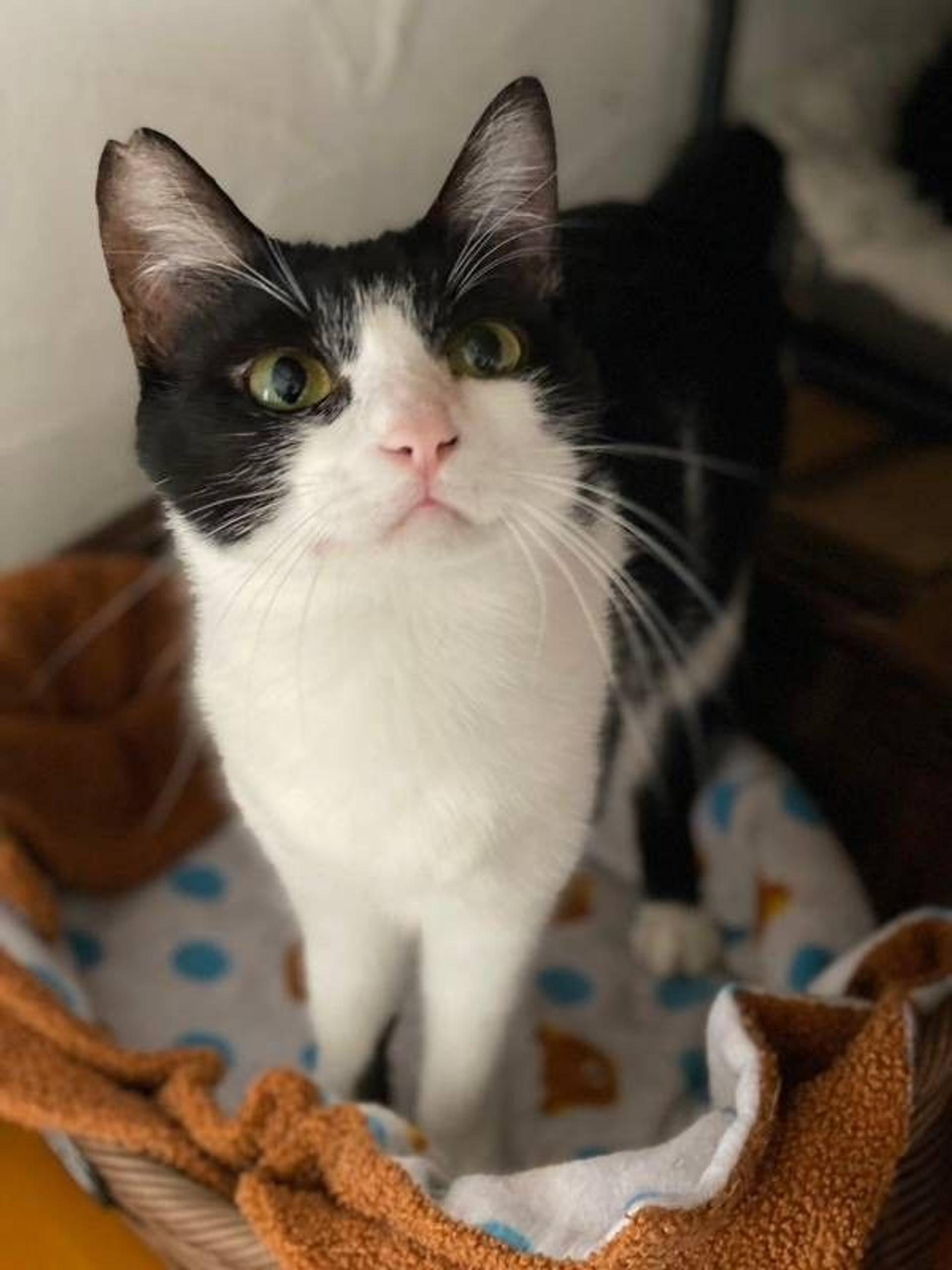 pet-image-10
