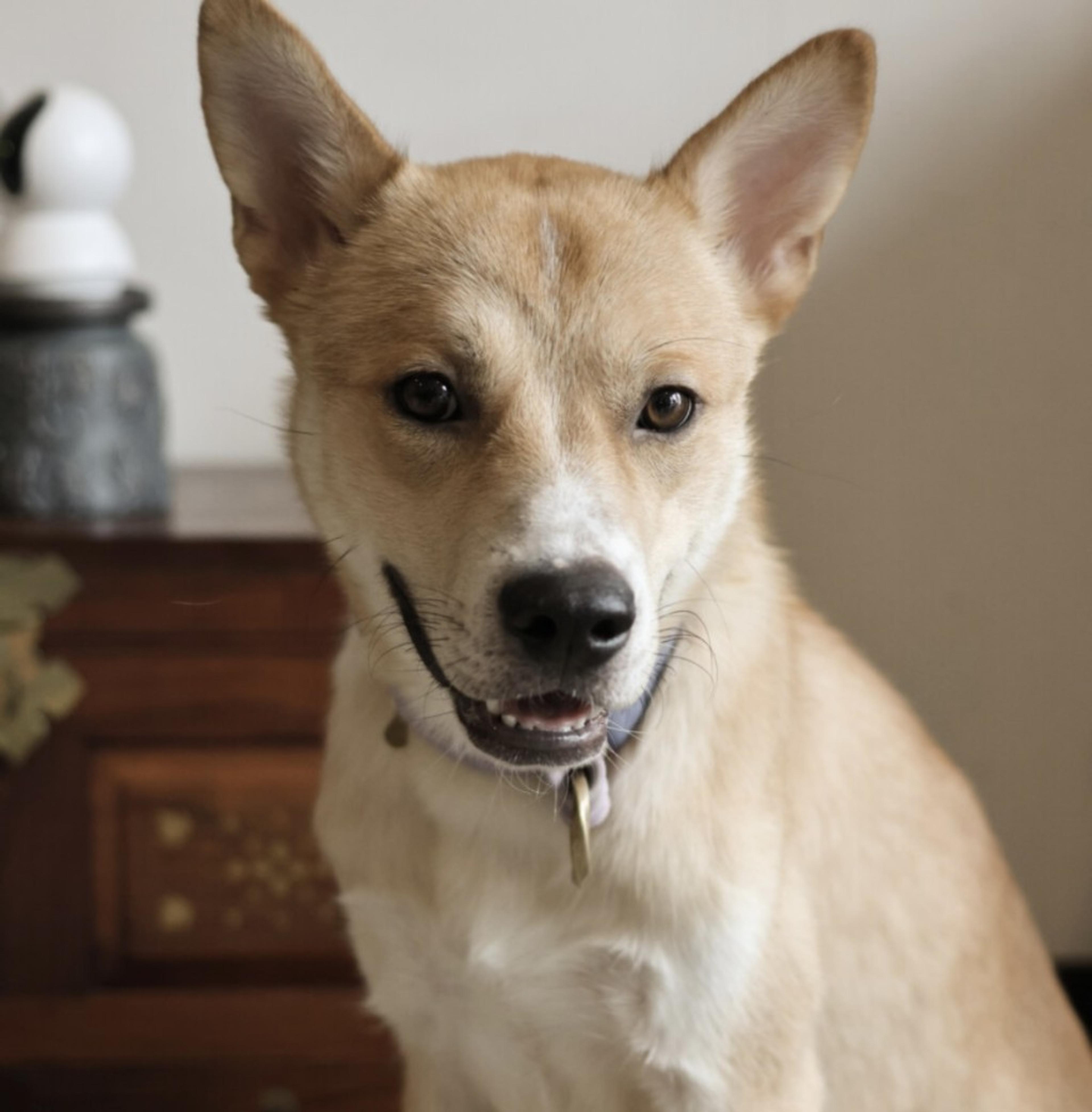 pet-image-8
