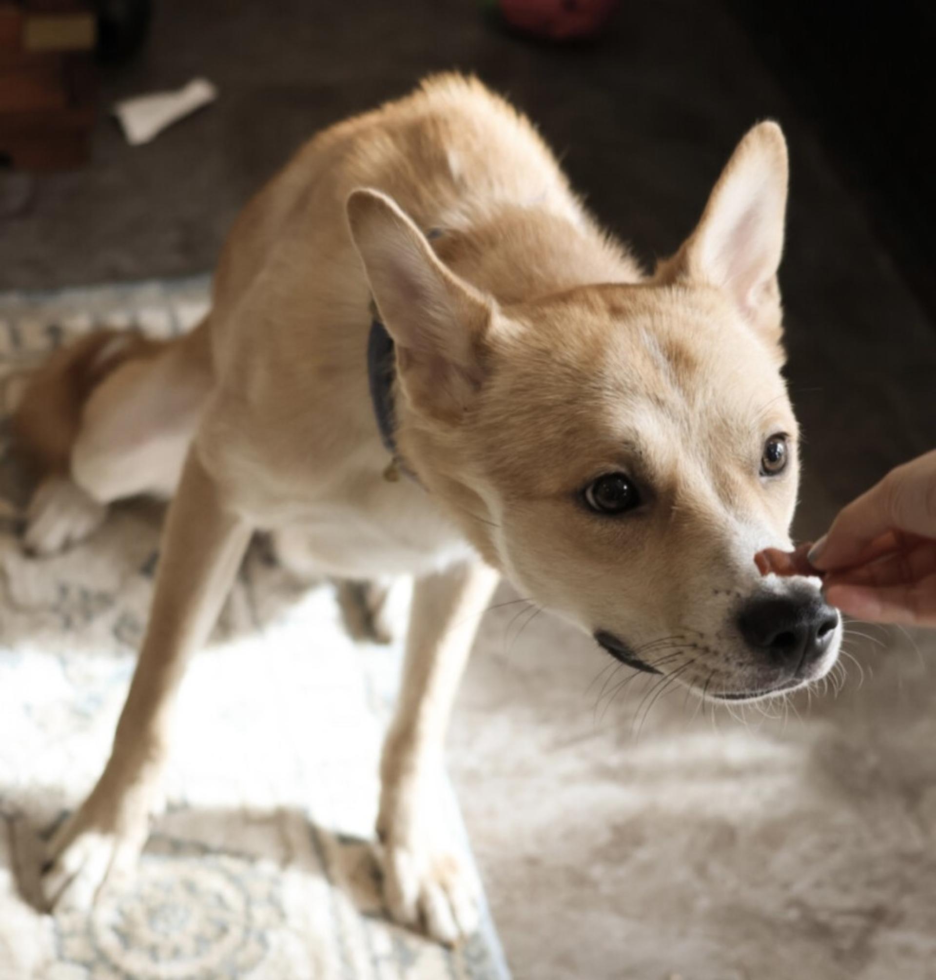 pet-image-9