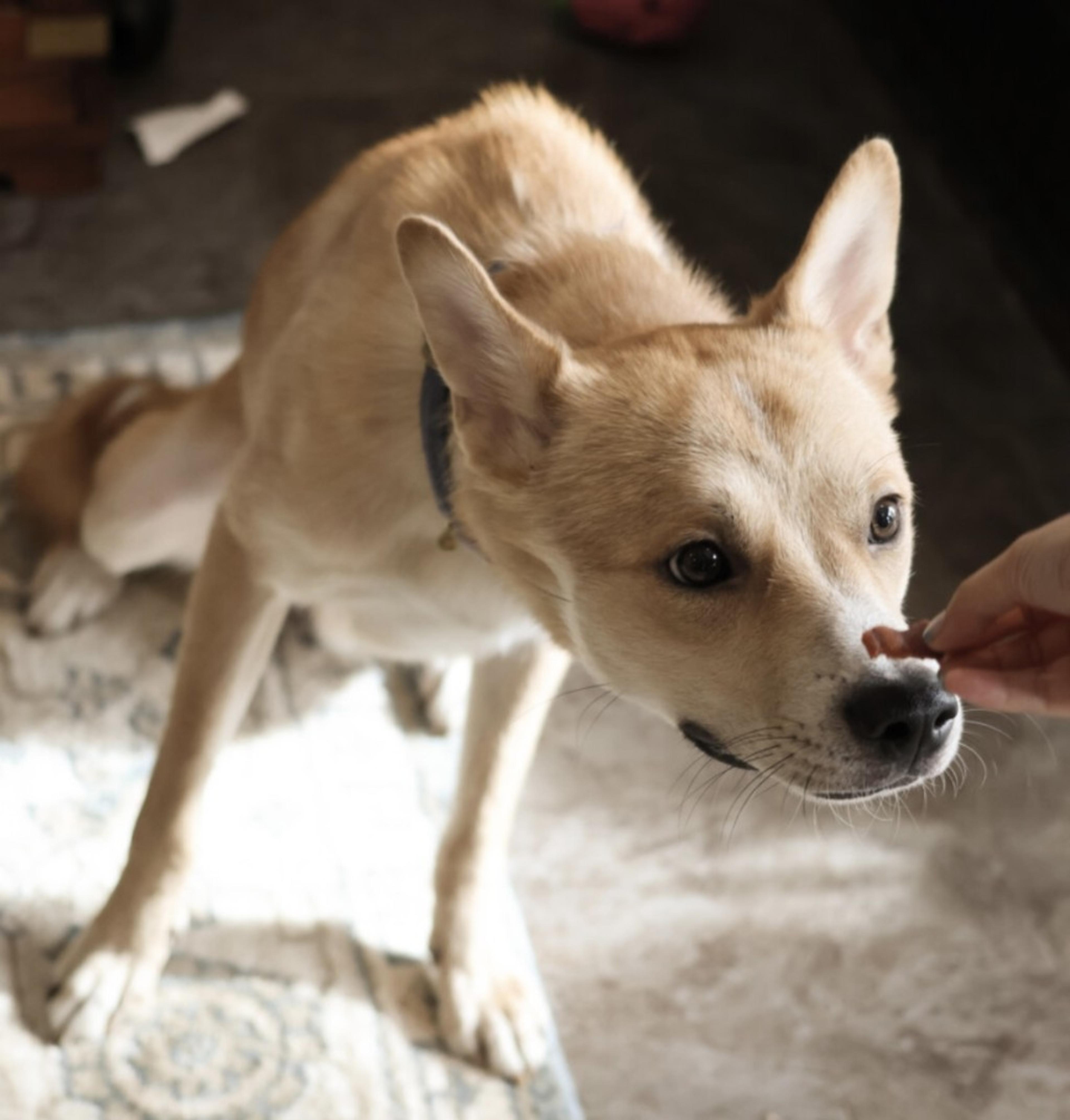 pet-image-9