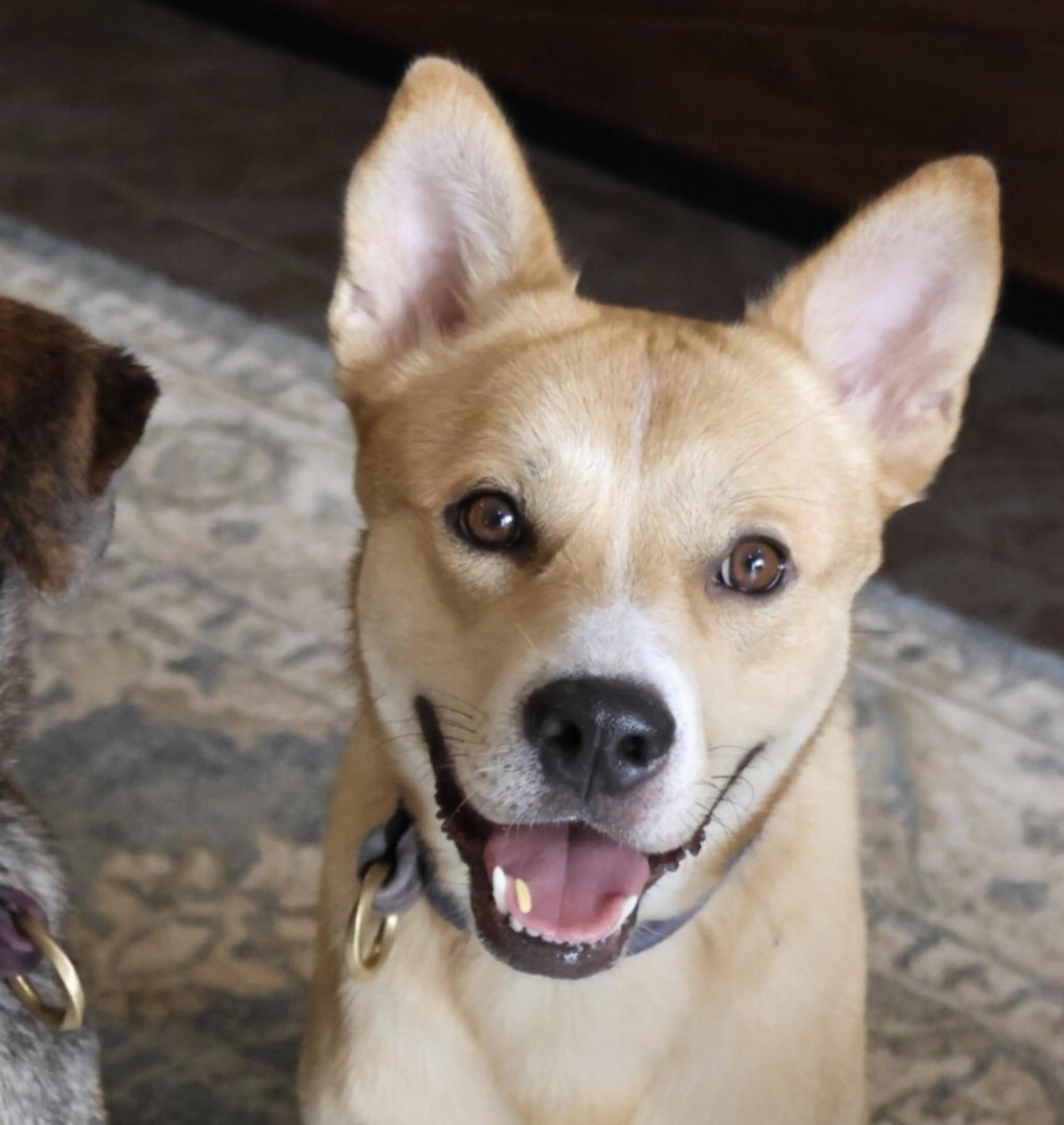 pet-image-2