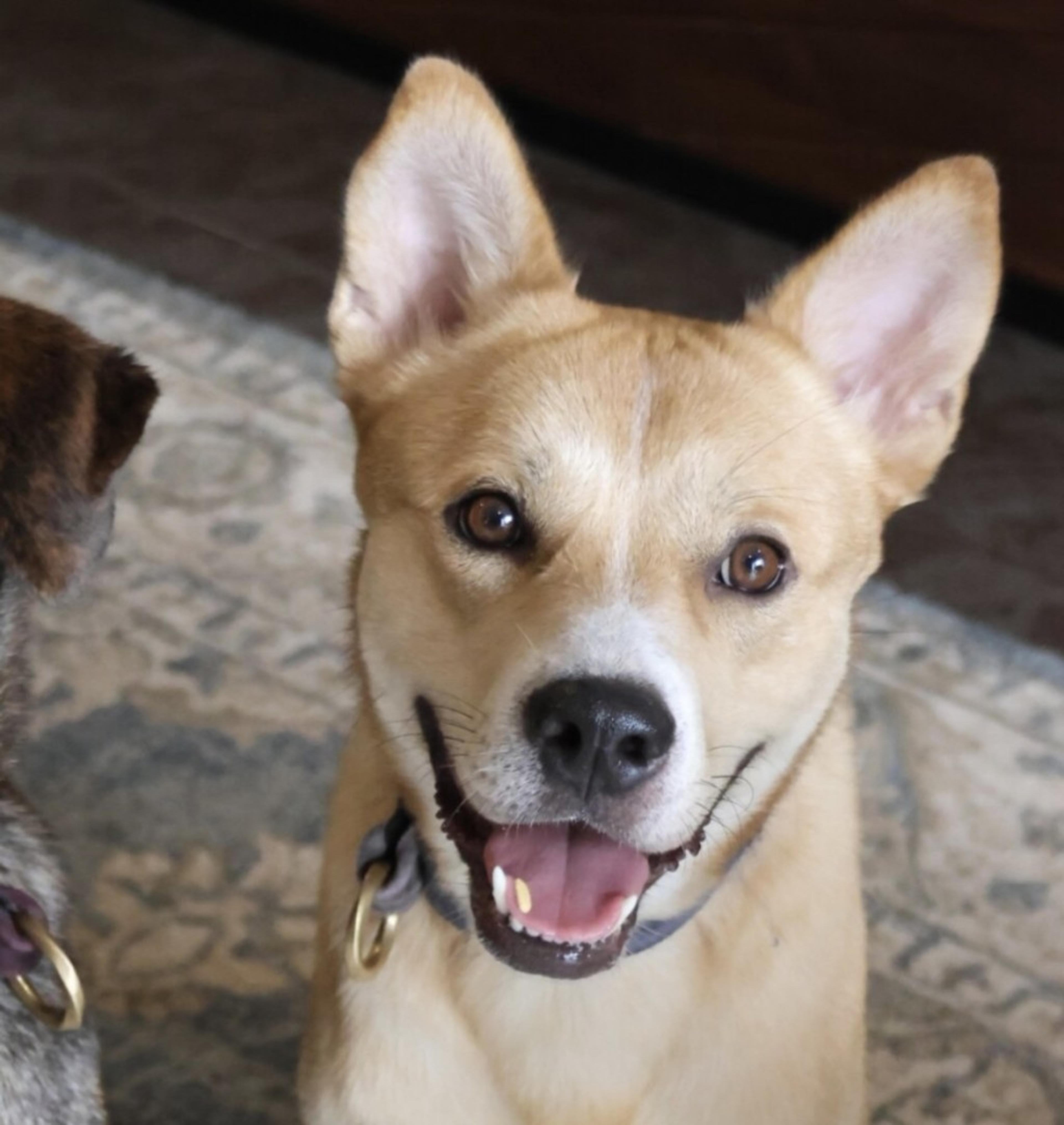 pet-image-2