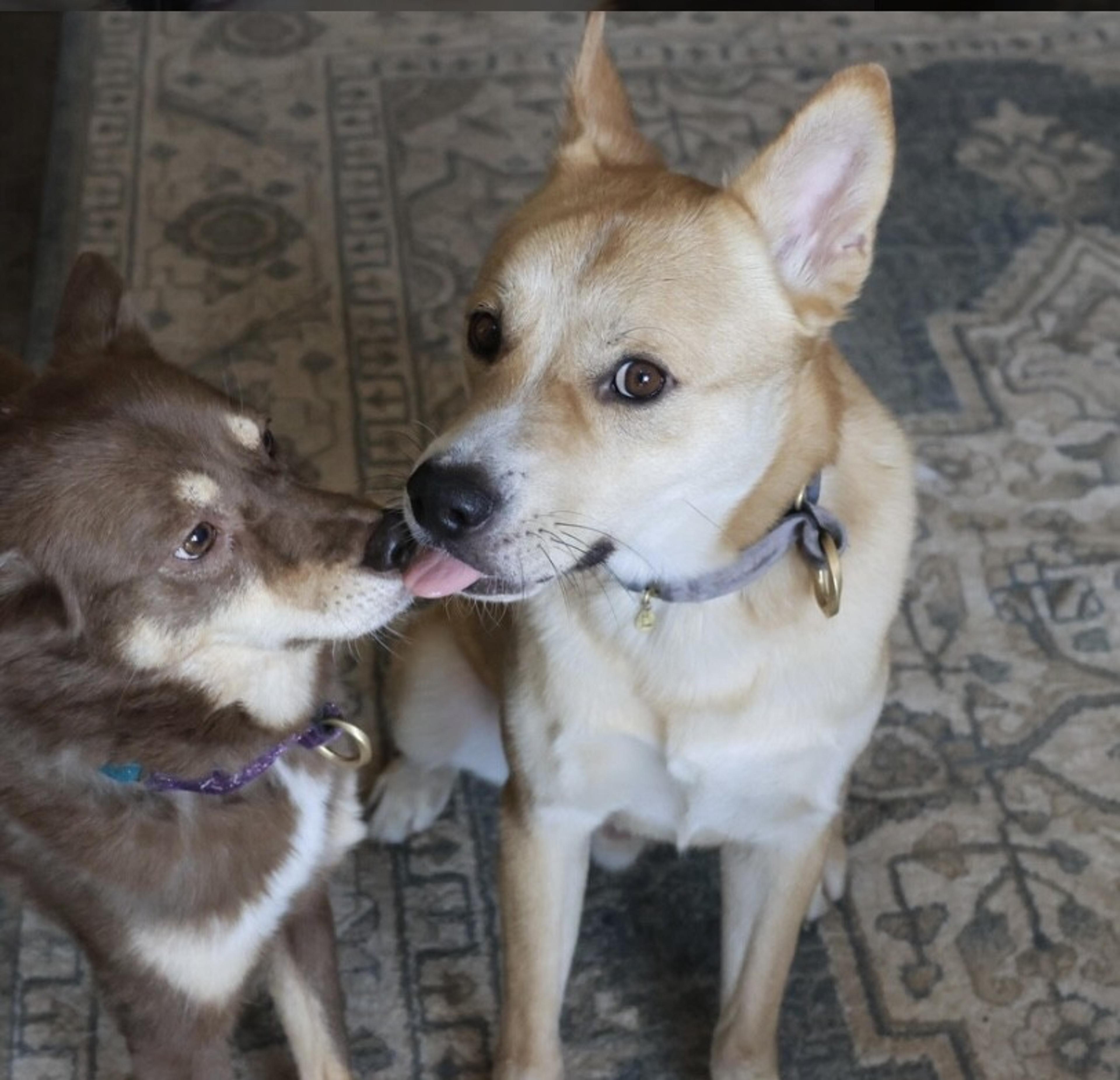 pet-image-4
