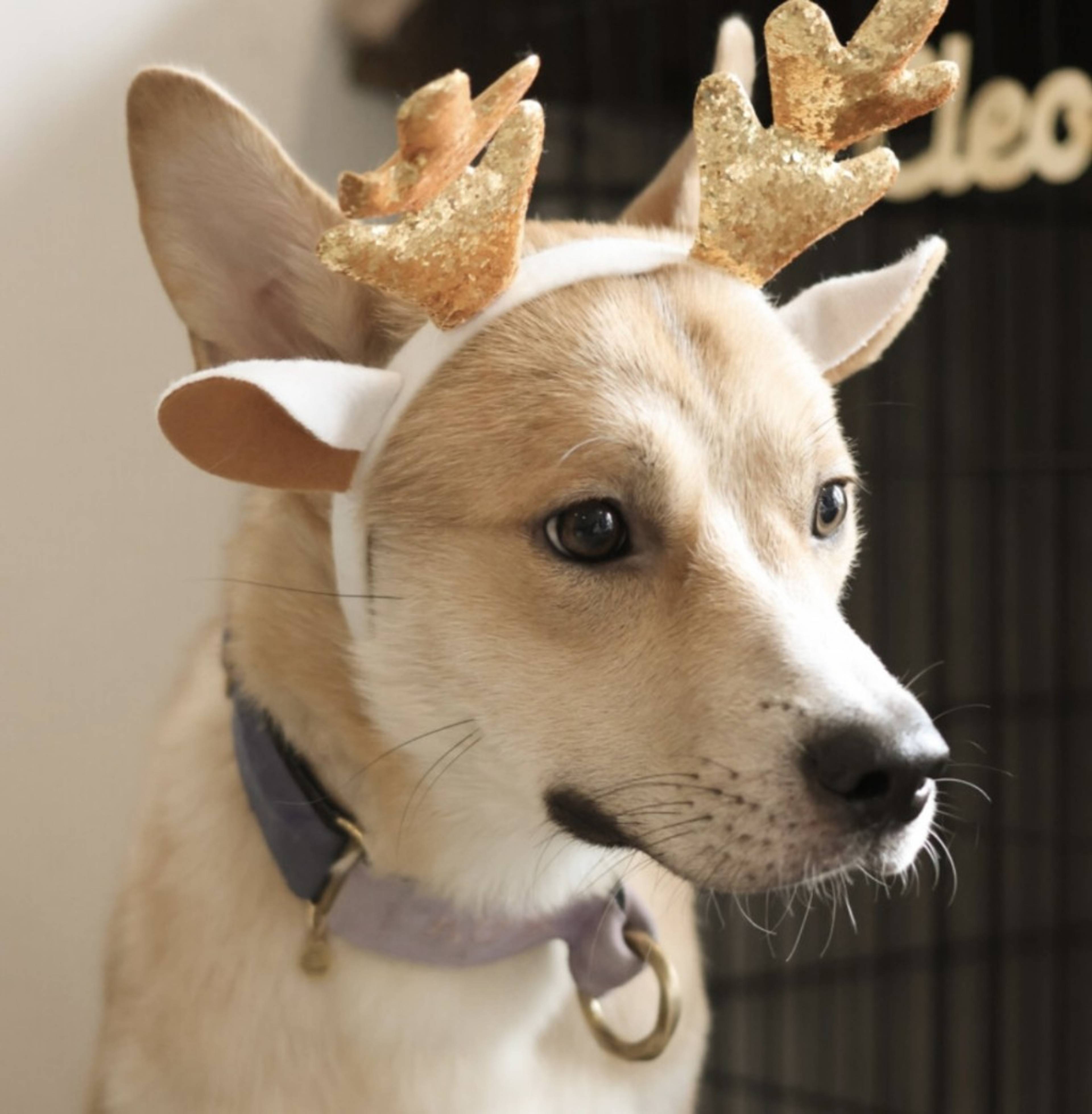 雑種（ミックス犬）・オスの里親募集の写真