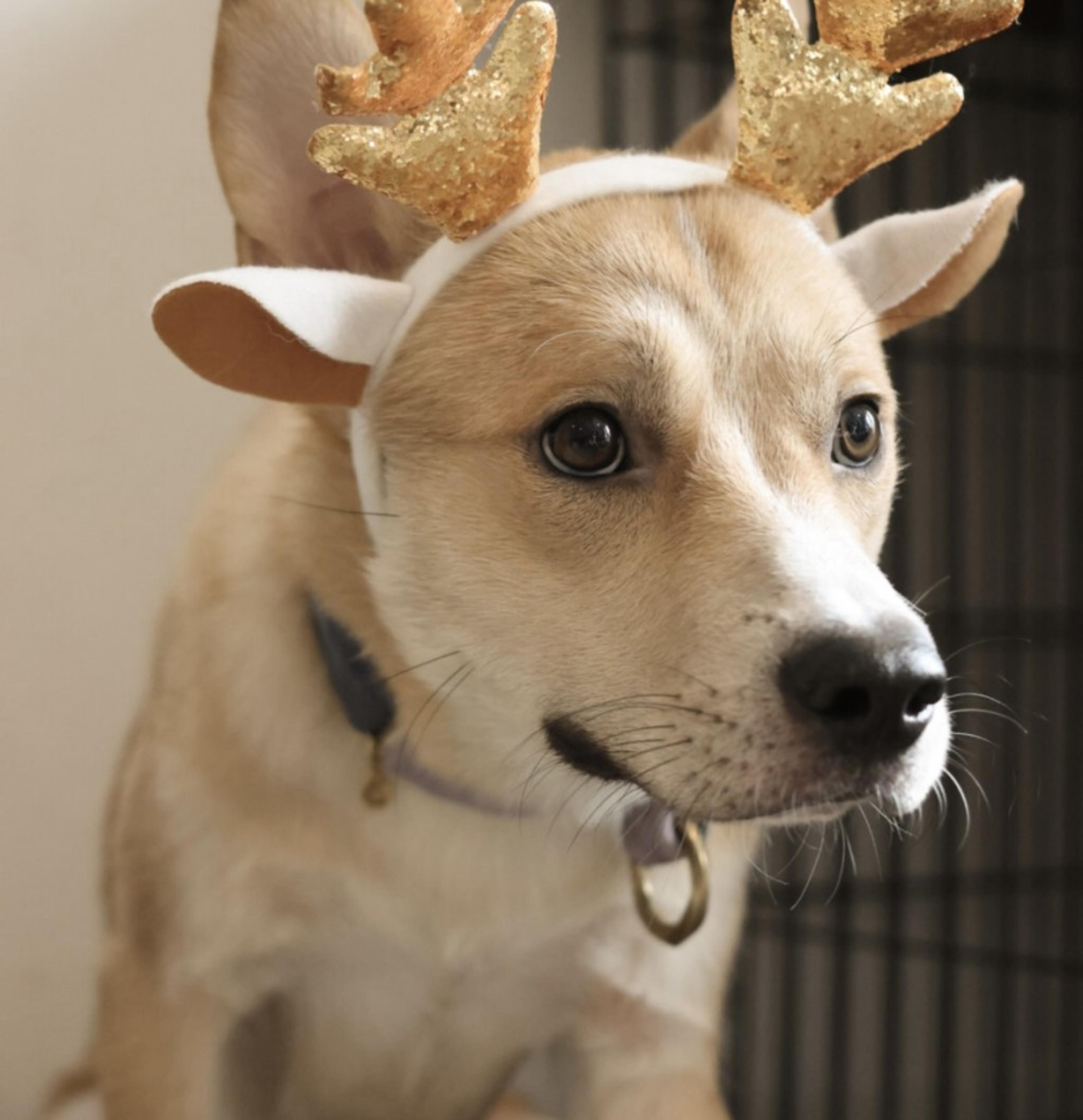 pet-image-3