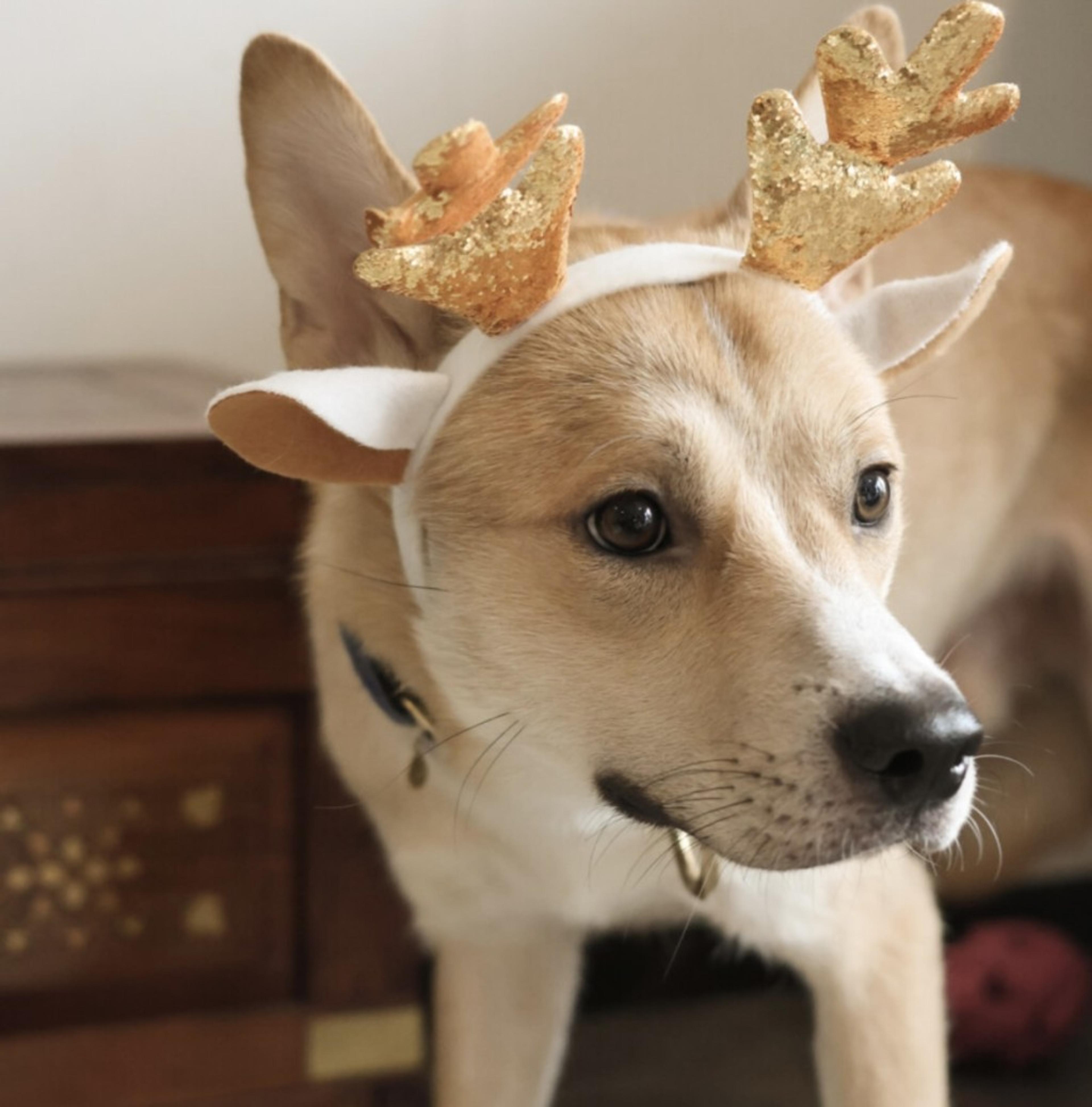 pet-image-5