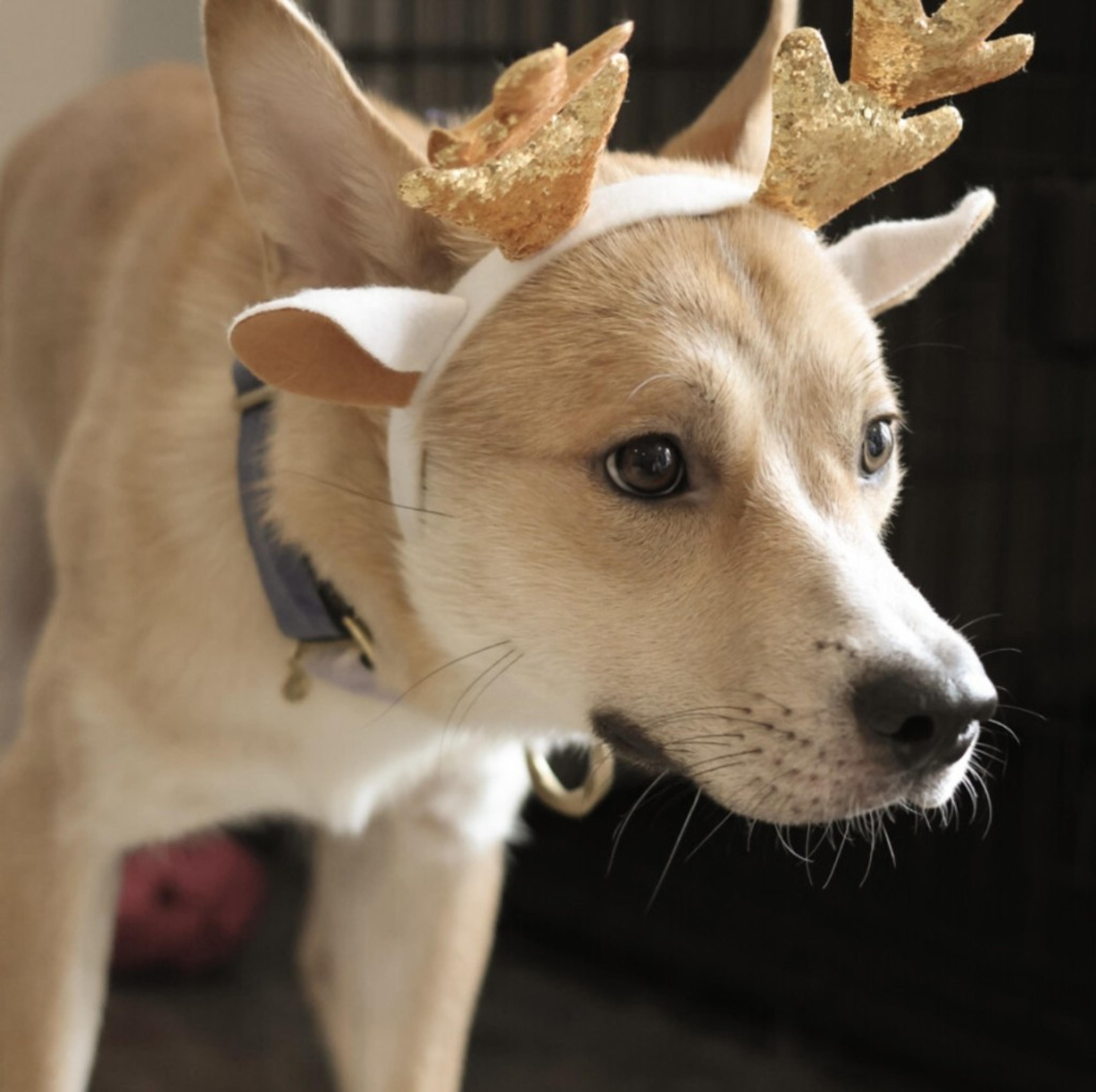 pet-image-6