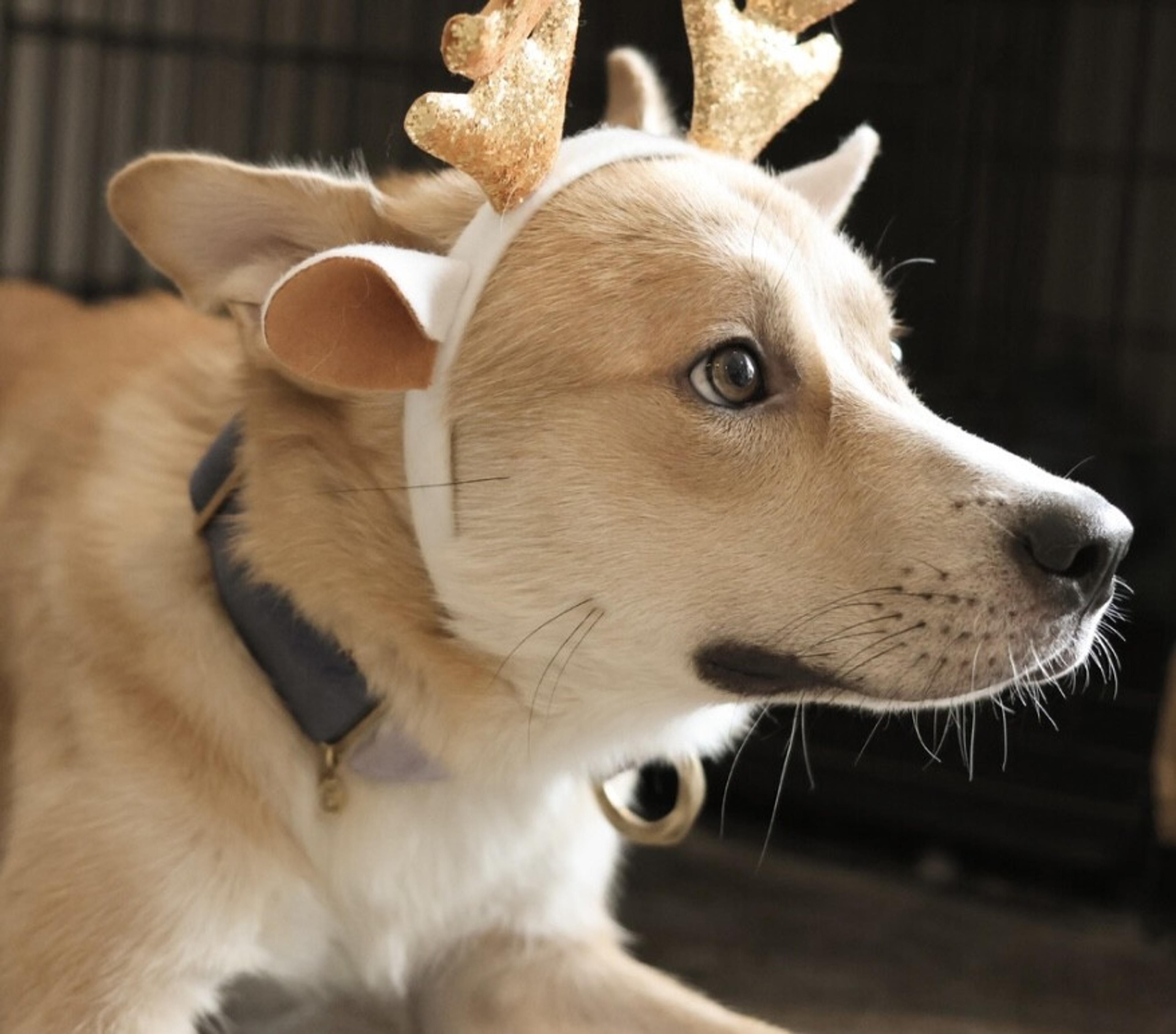 pet-image-7