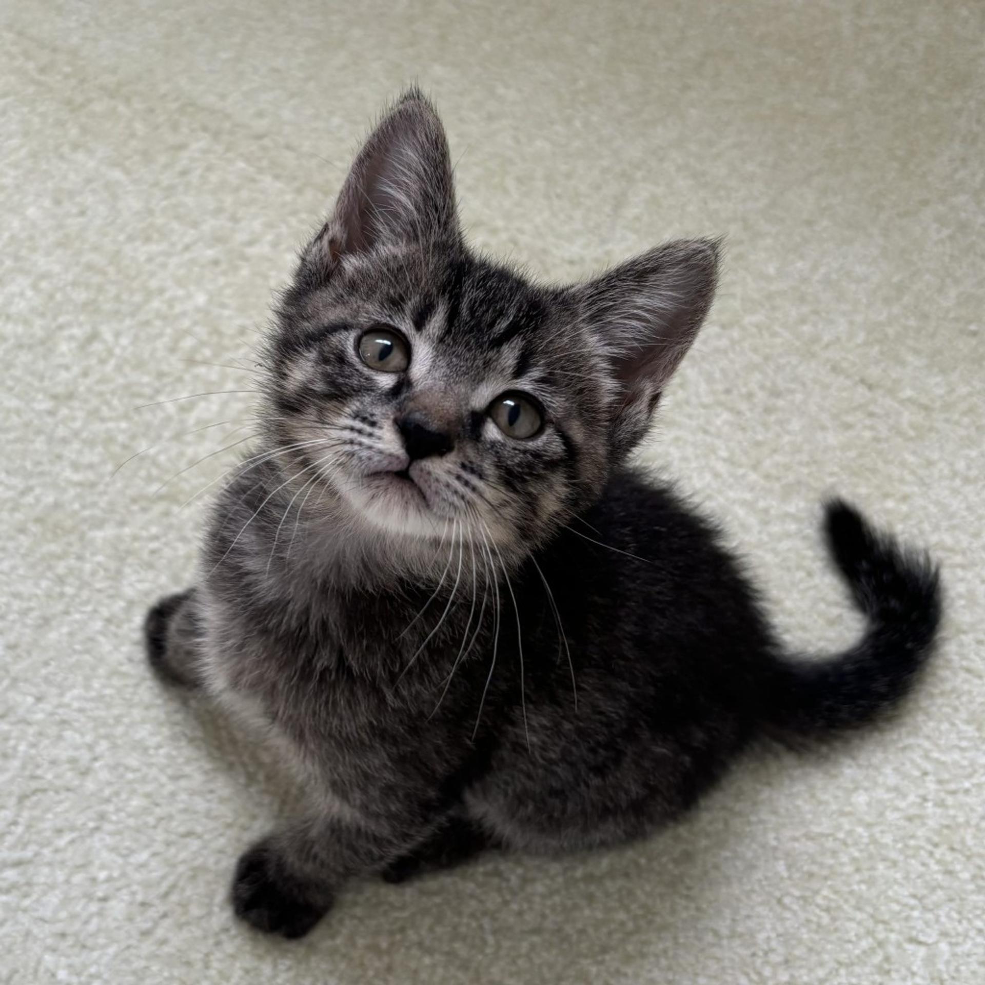 pet-image-2