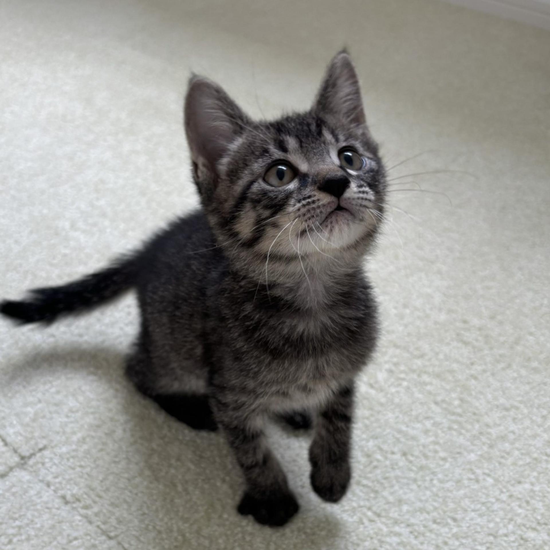 pet-image-4