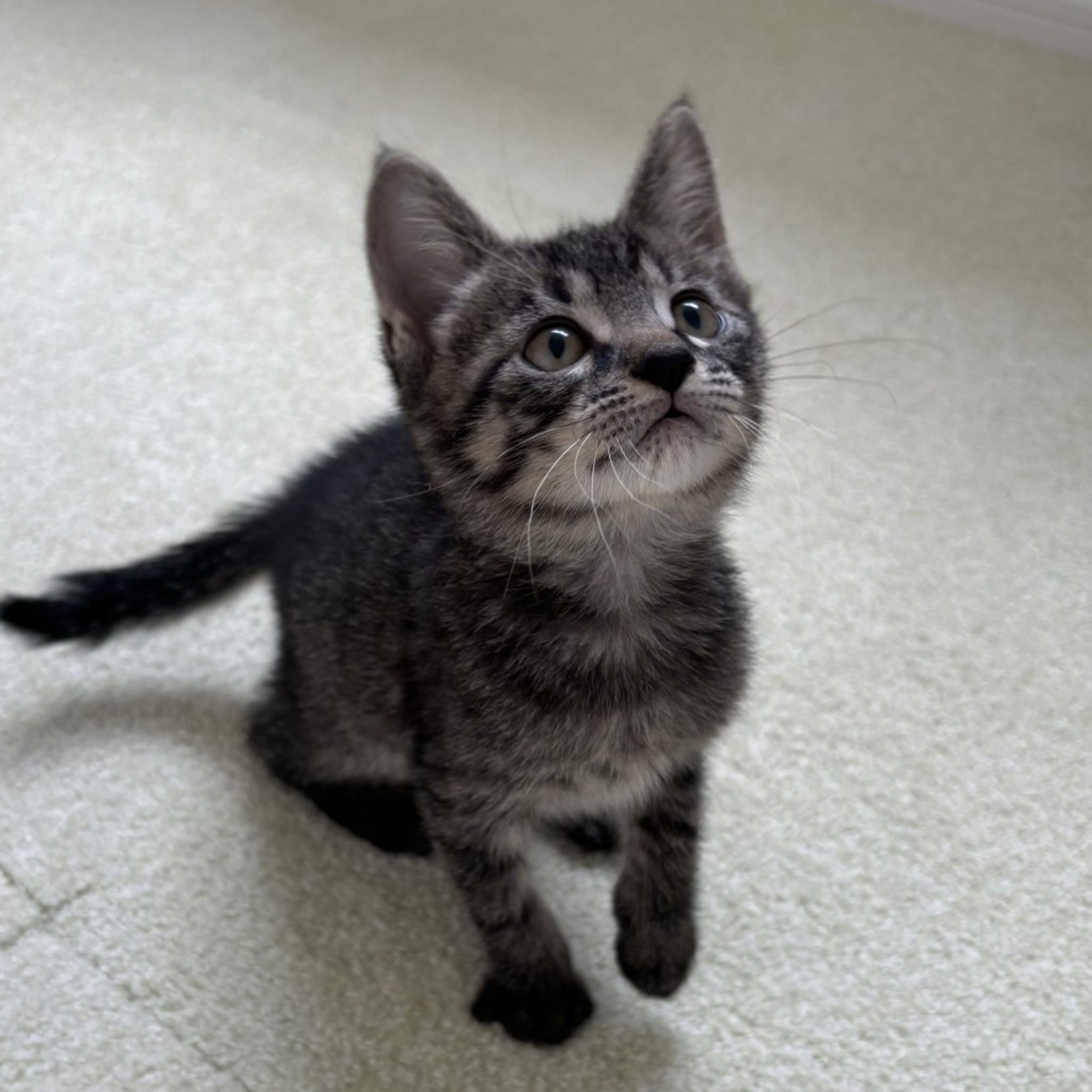 pet-image-4