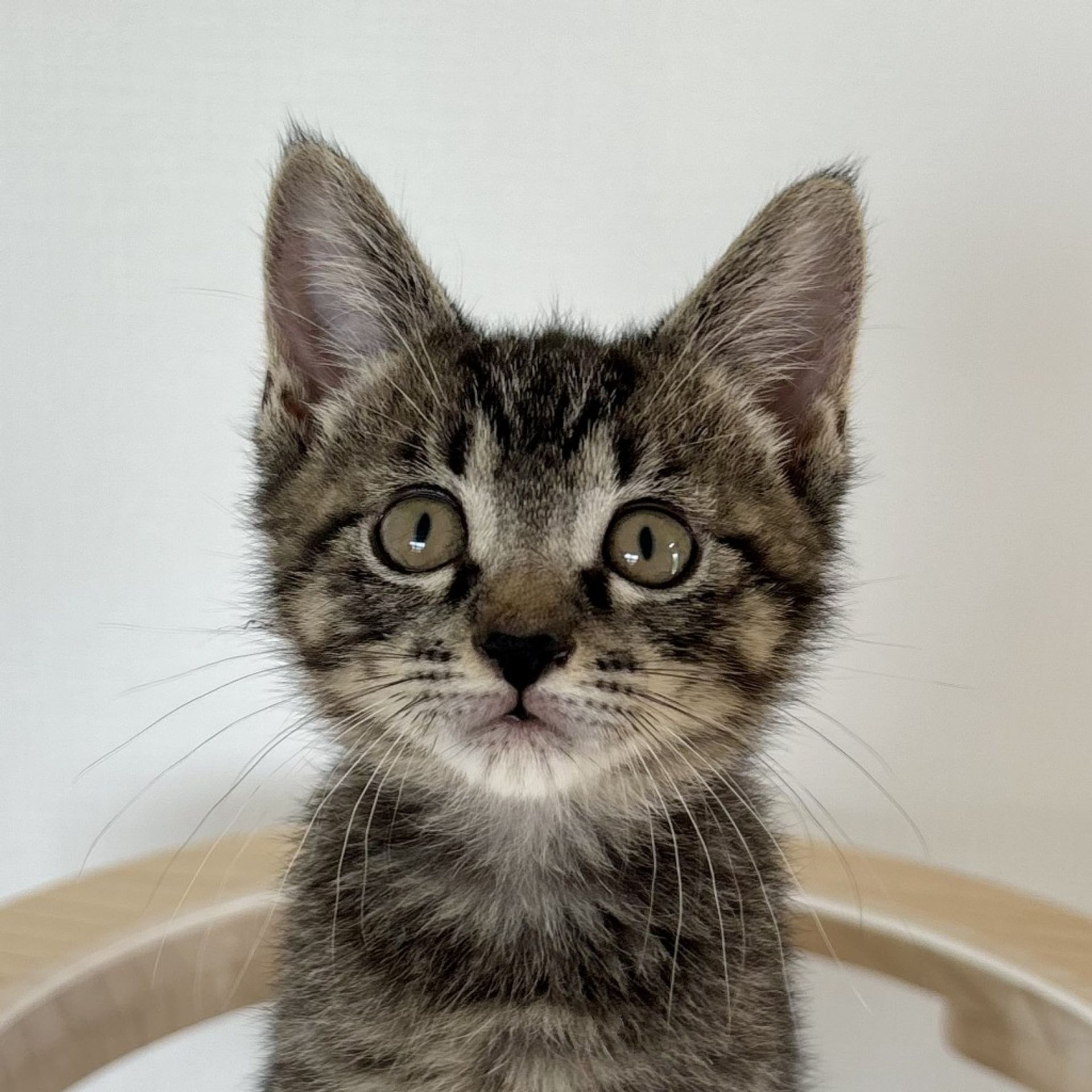 雑種（ミックス猫）・オスの里親募集の写真