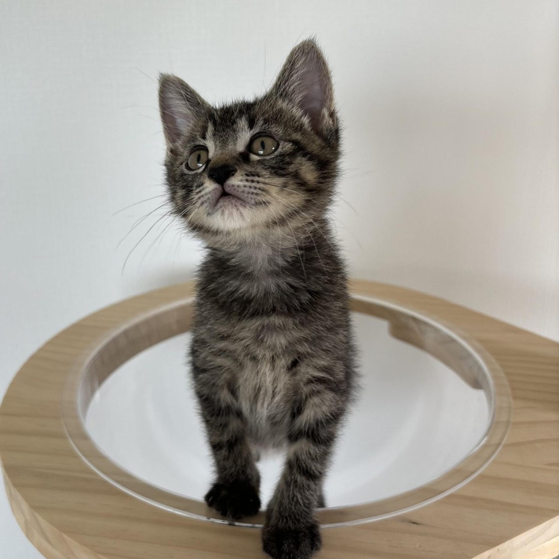 pet-image-3