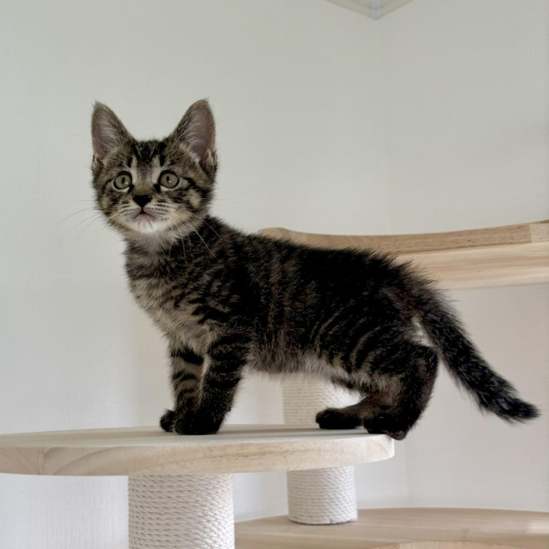 pet-image-5