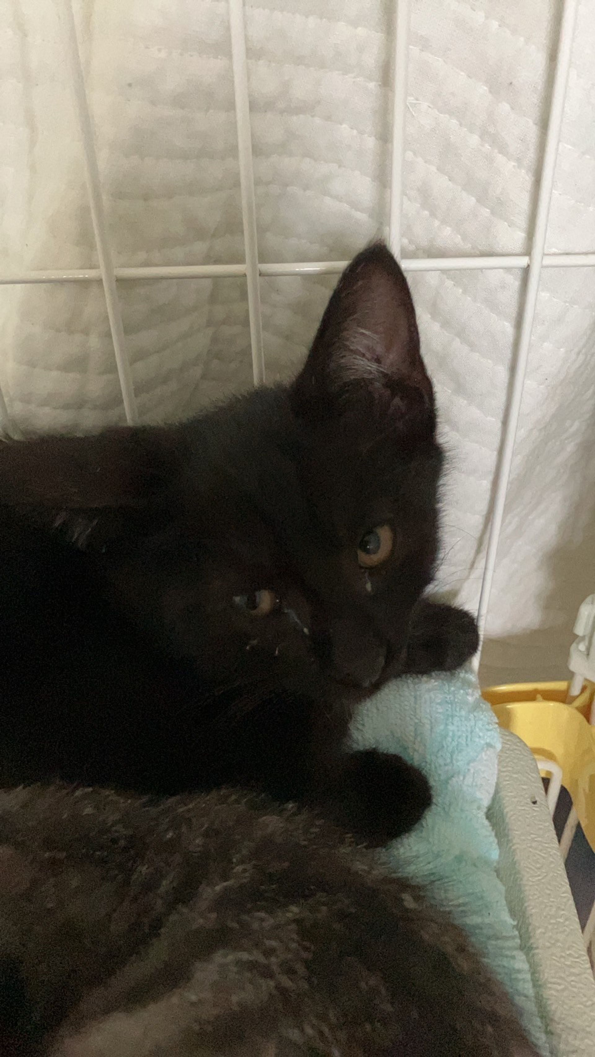 雑種（ミックス猫）・オスの里親募集の写真