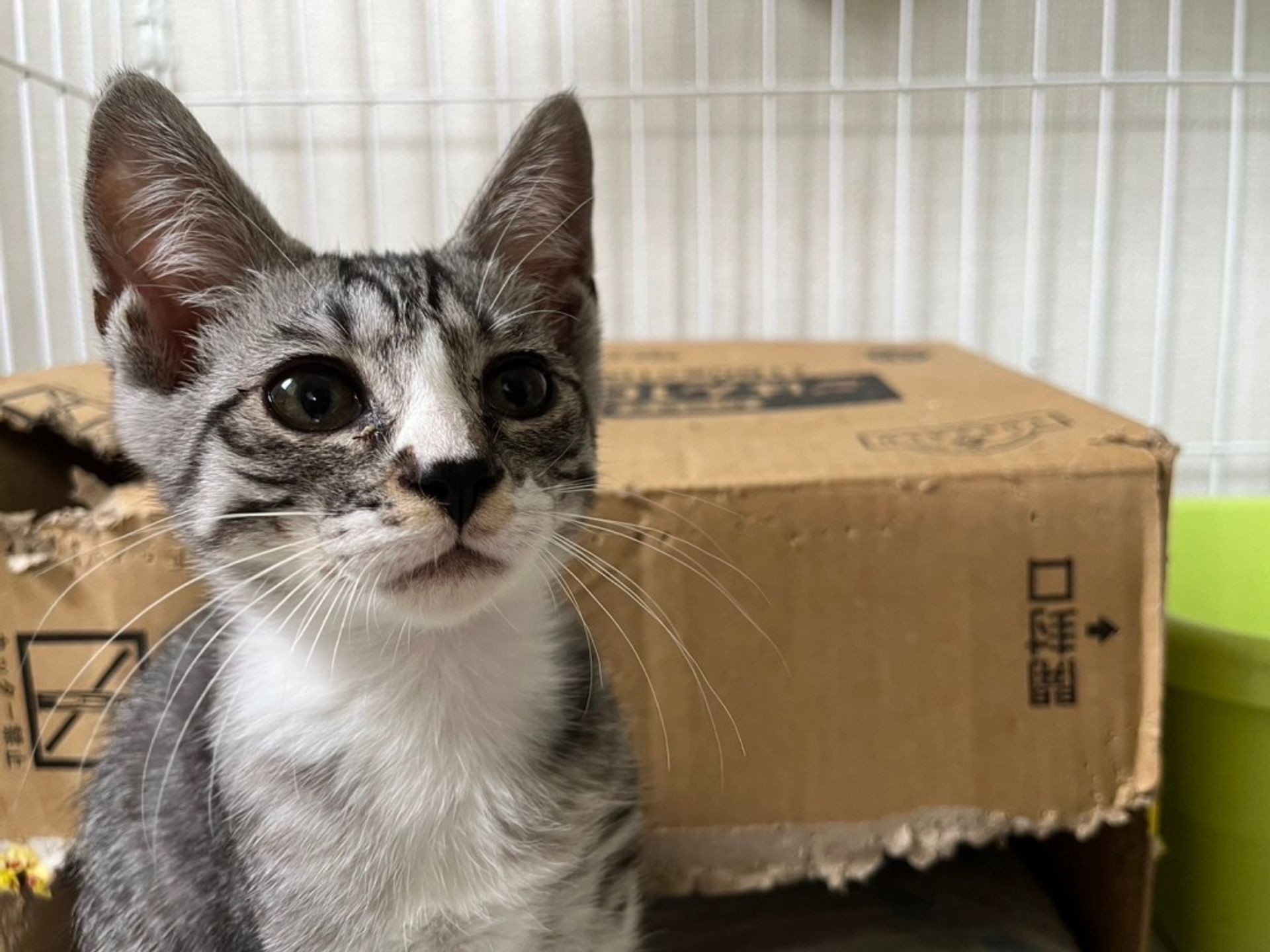 雑種（ミックス猫）・オスの里親募集の写真