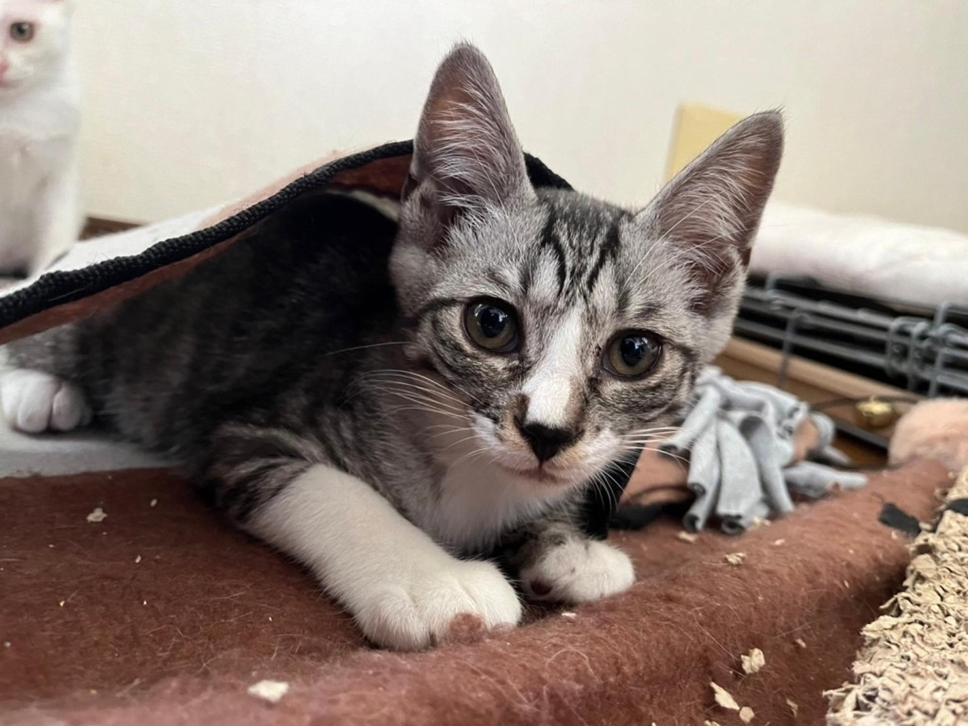 pet-image-2