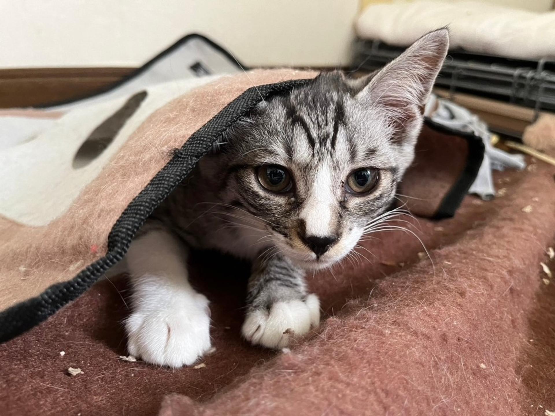 pet-image-4
