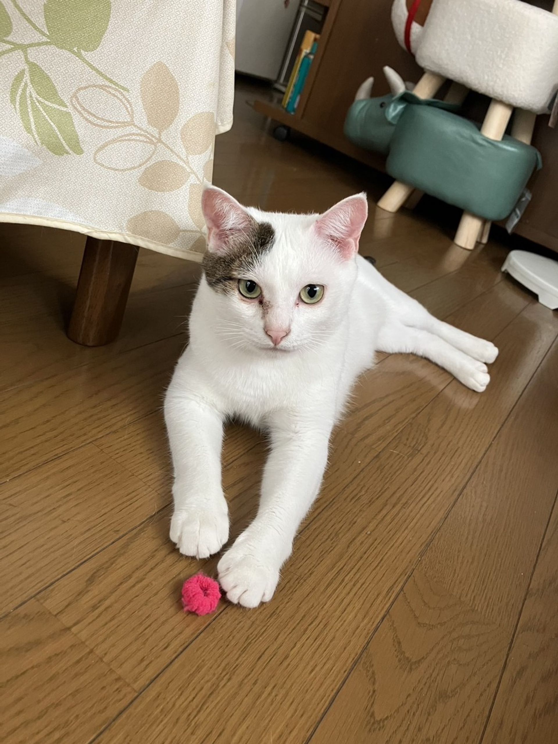 雑種（ミックス猫）・オスの里親募集の写真