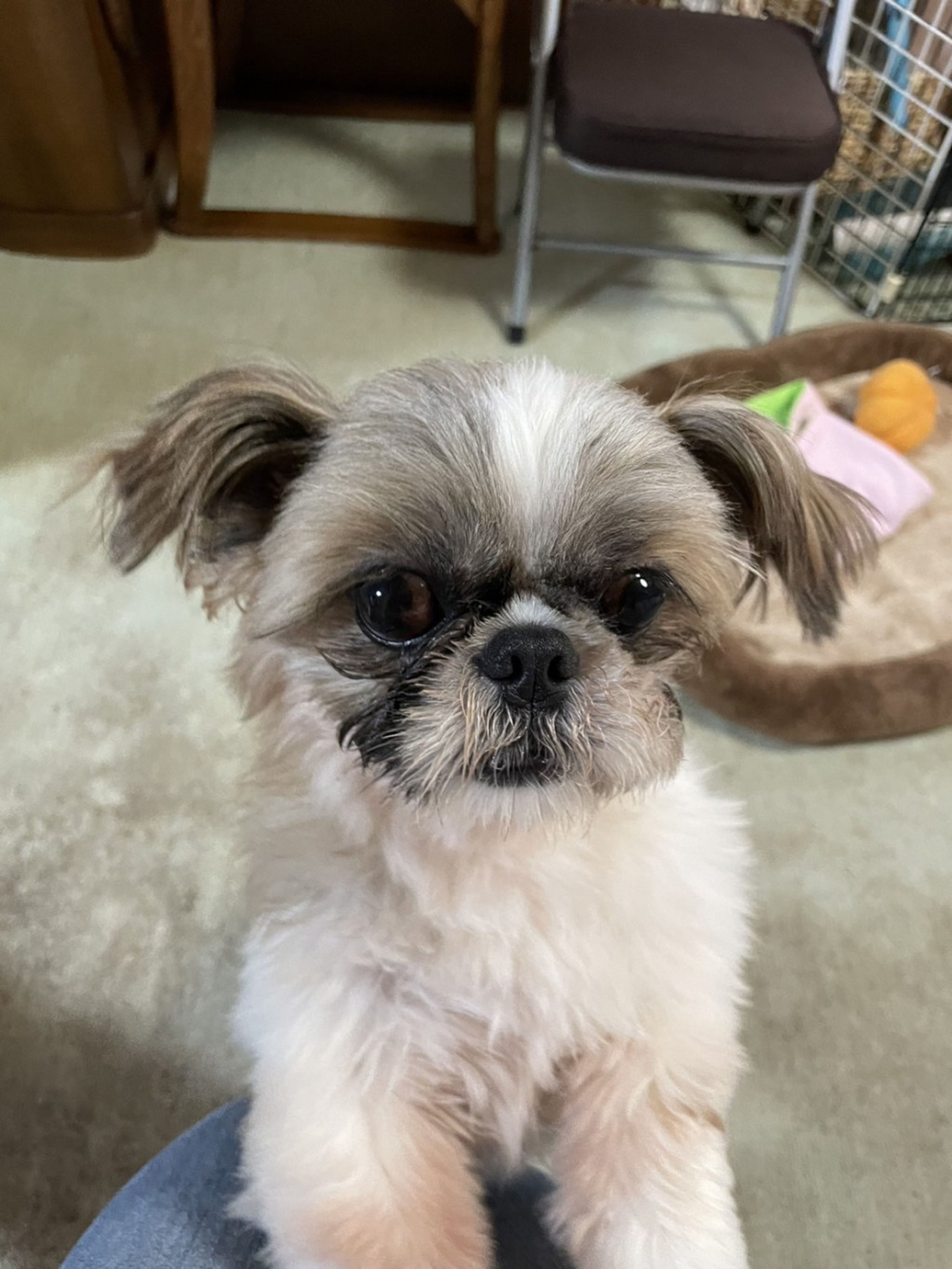 pet-image-2