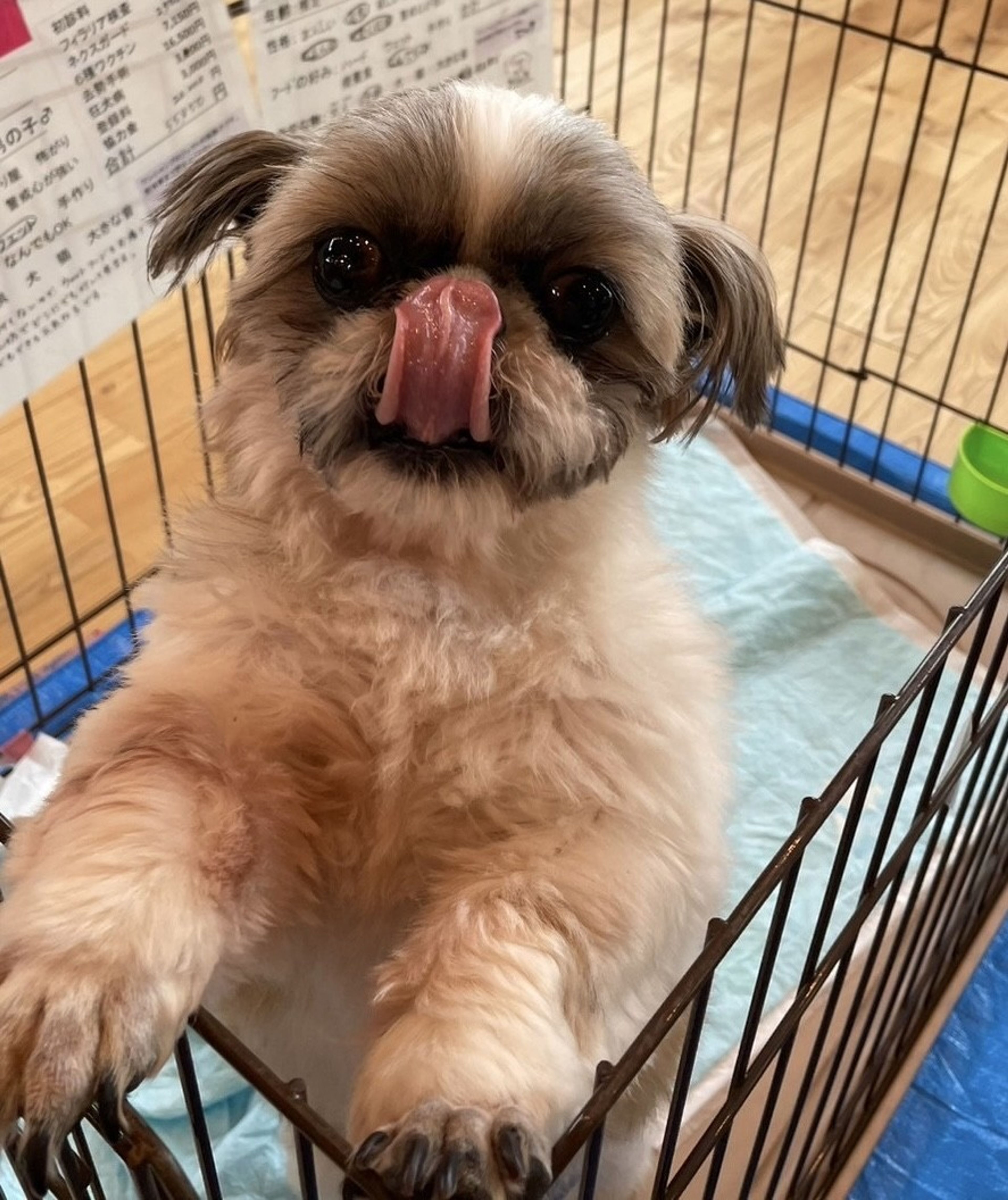 pet-image-9