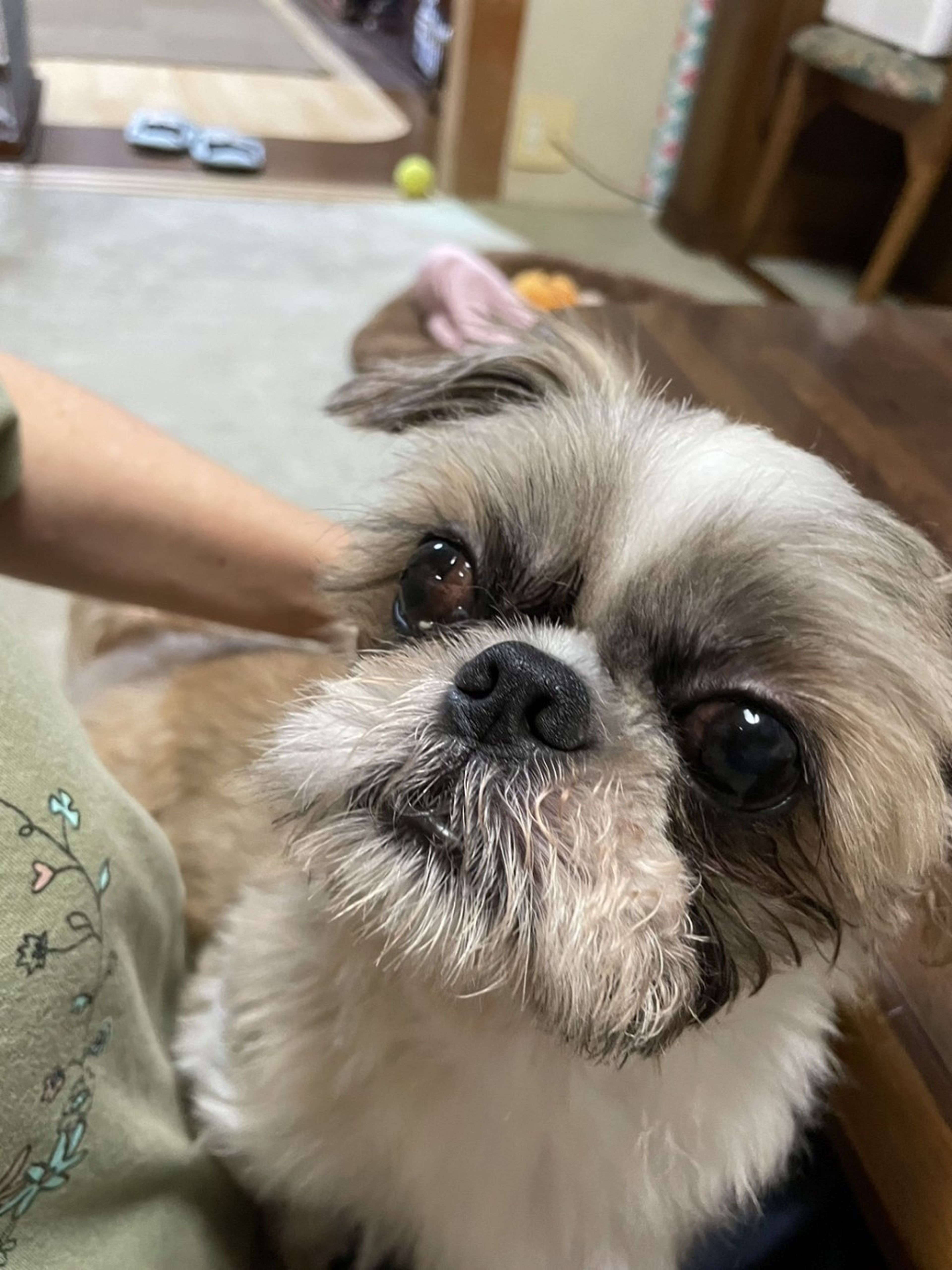 pet-image-4