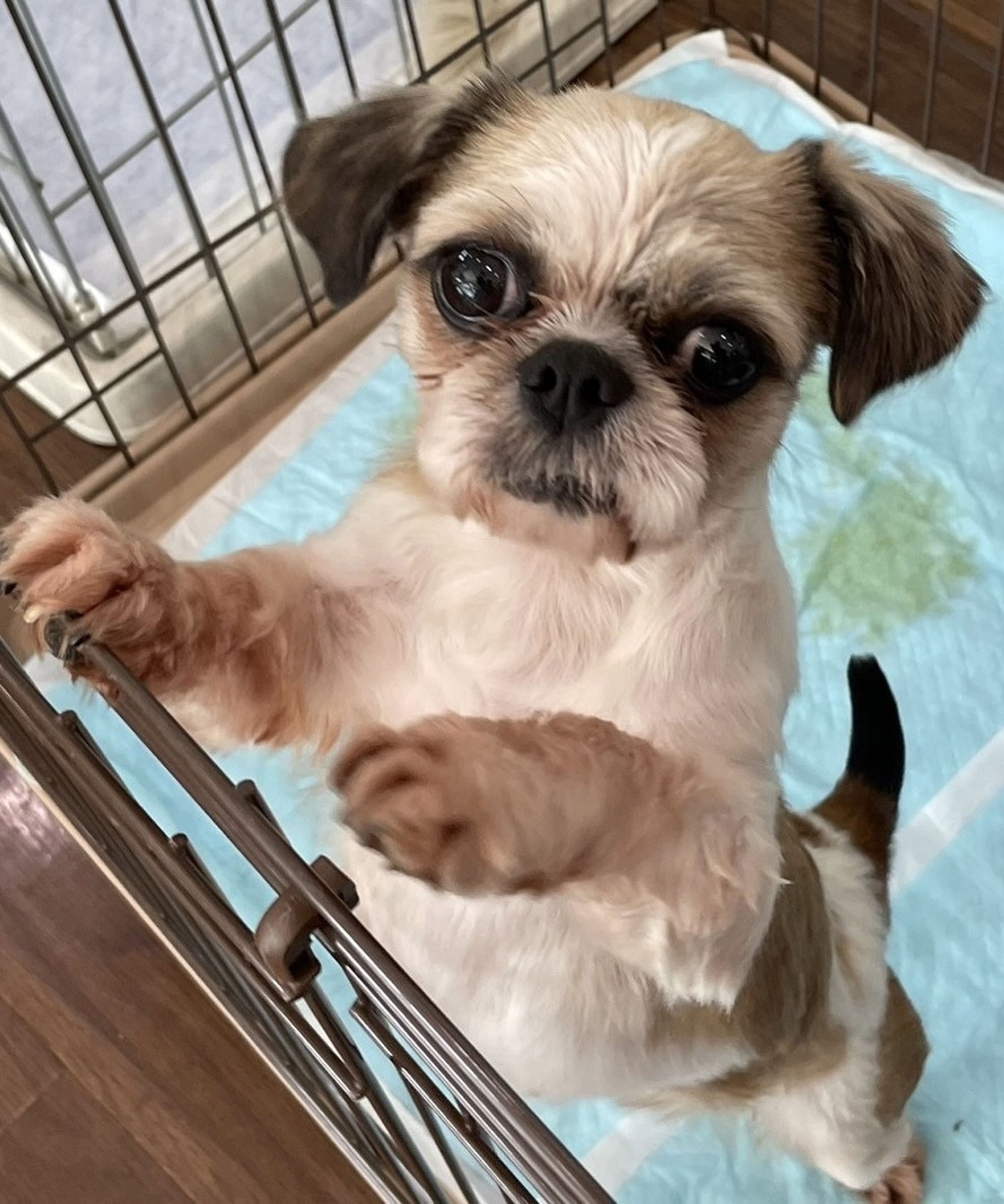 pet-image-5