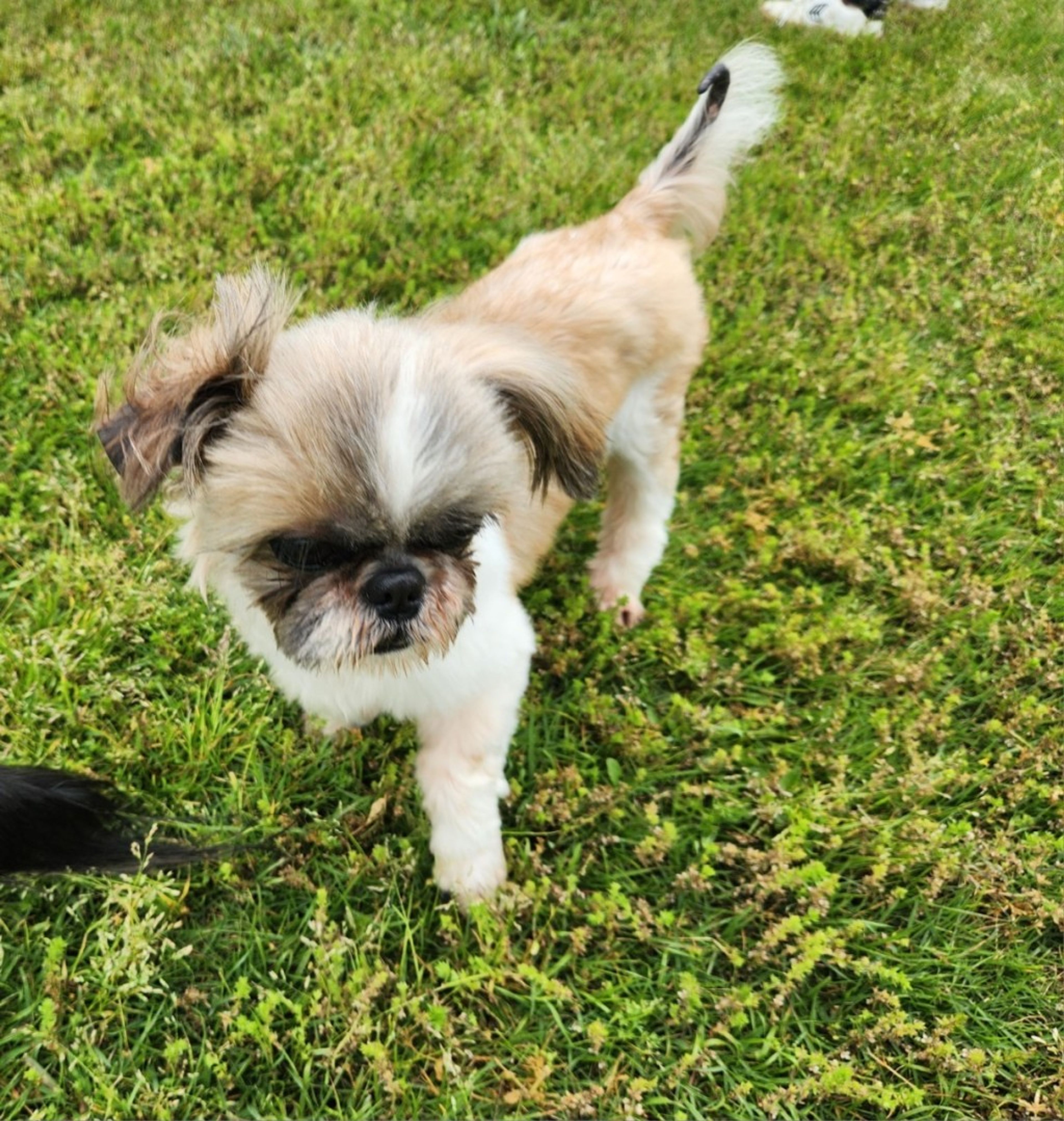 pet-image-6