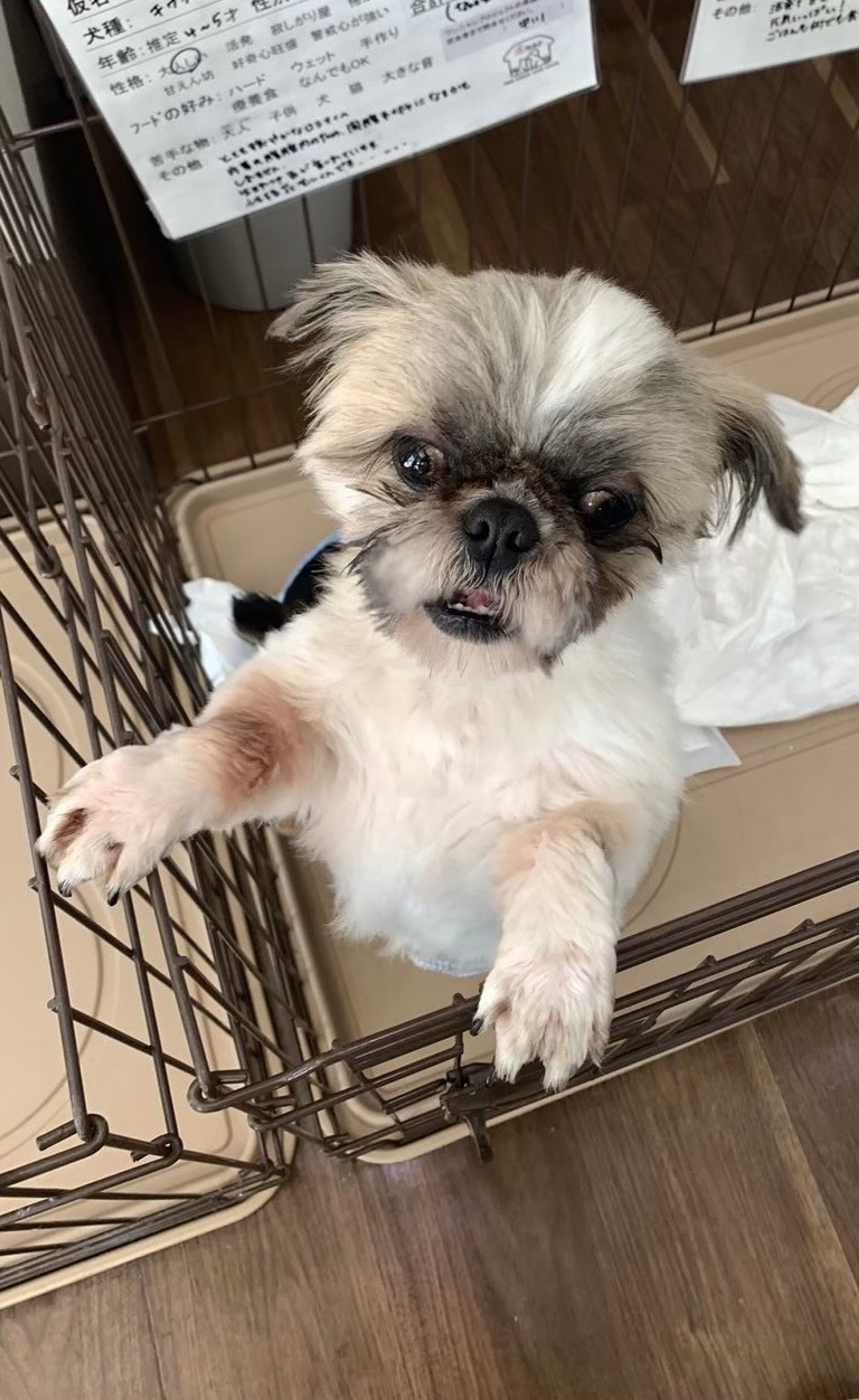 pet-image-7