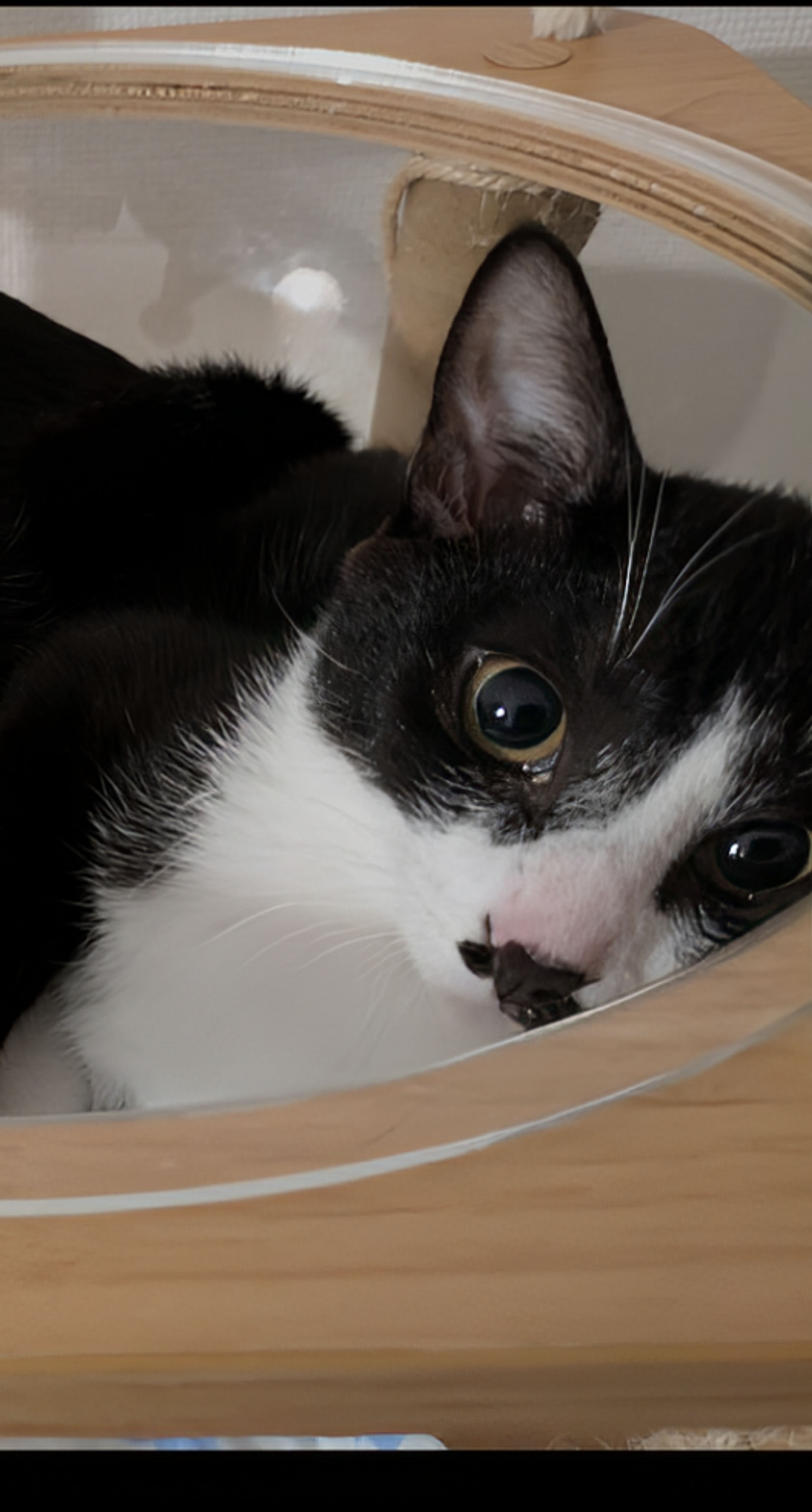 雑種（ミックス猫）・メスの里親募集の写真