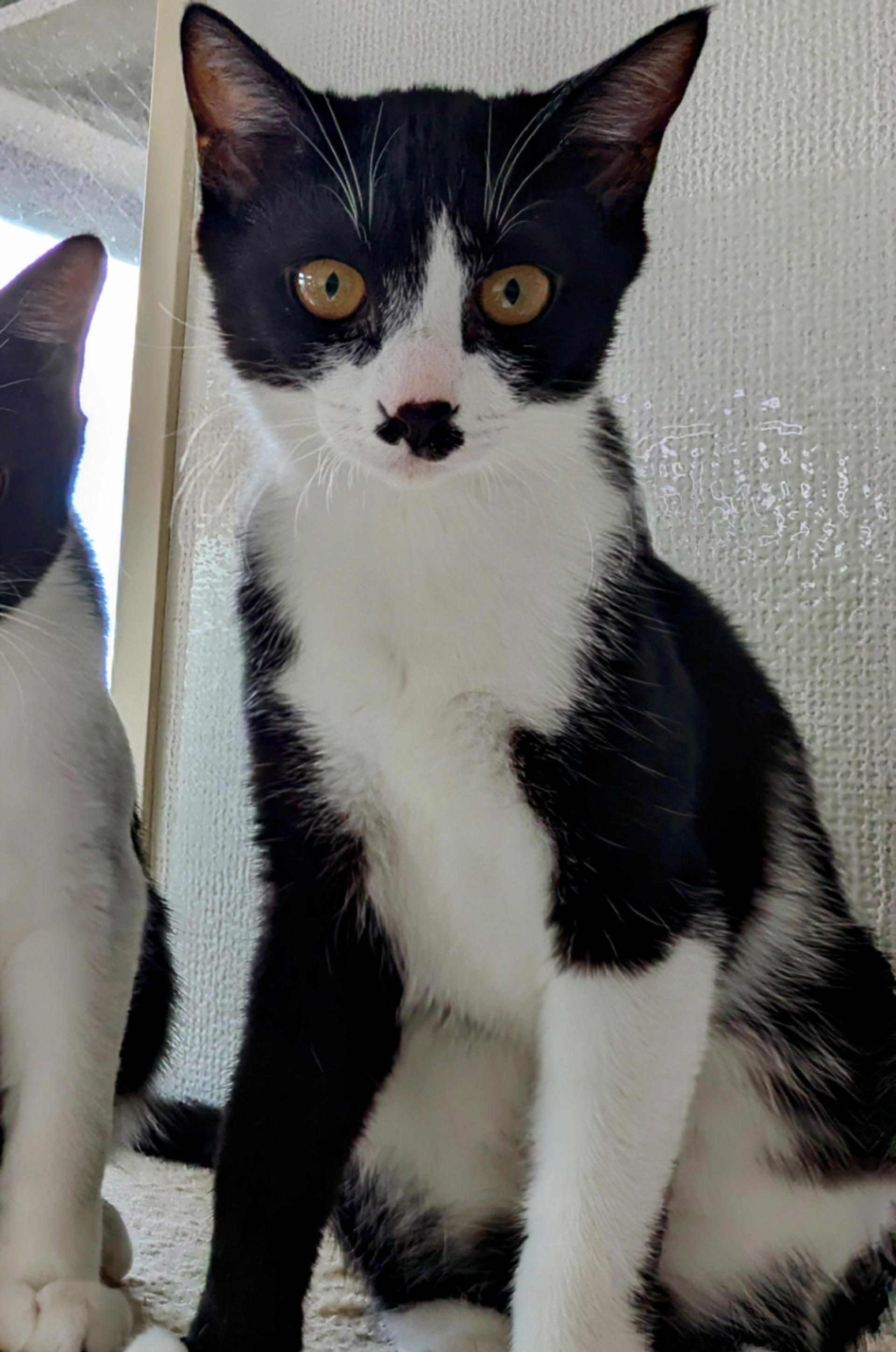 pet-image-3