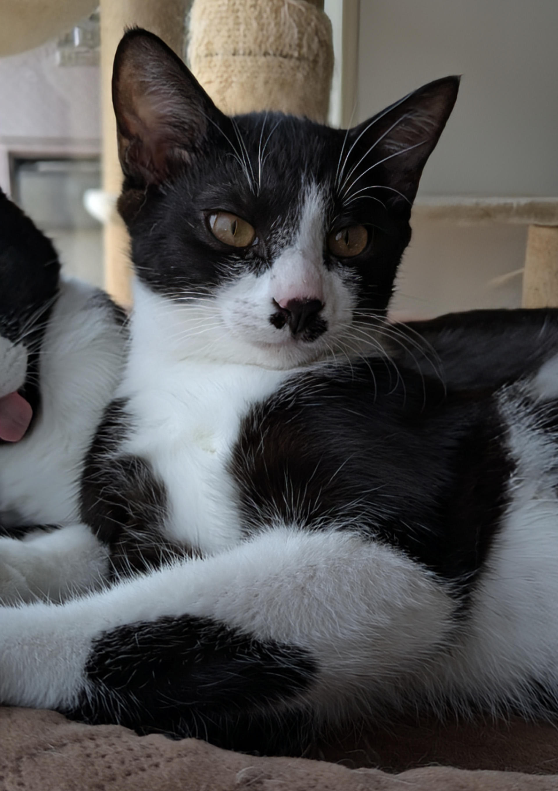 pet-image-5