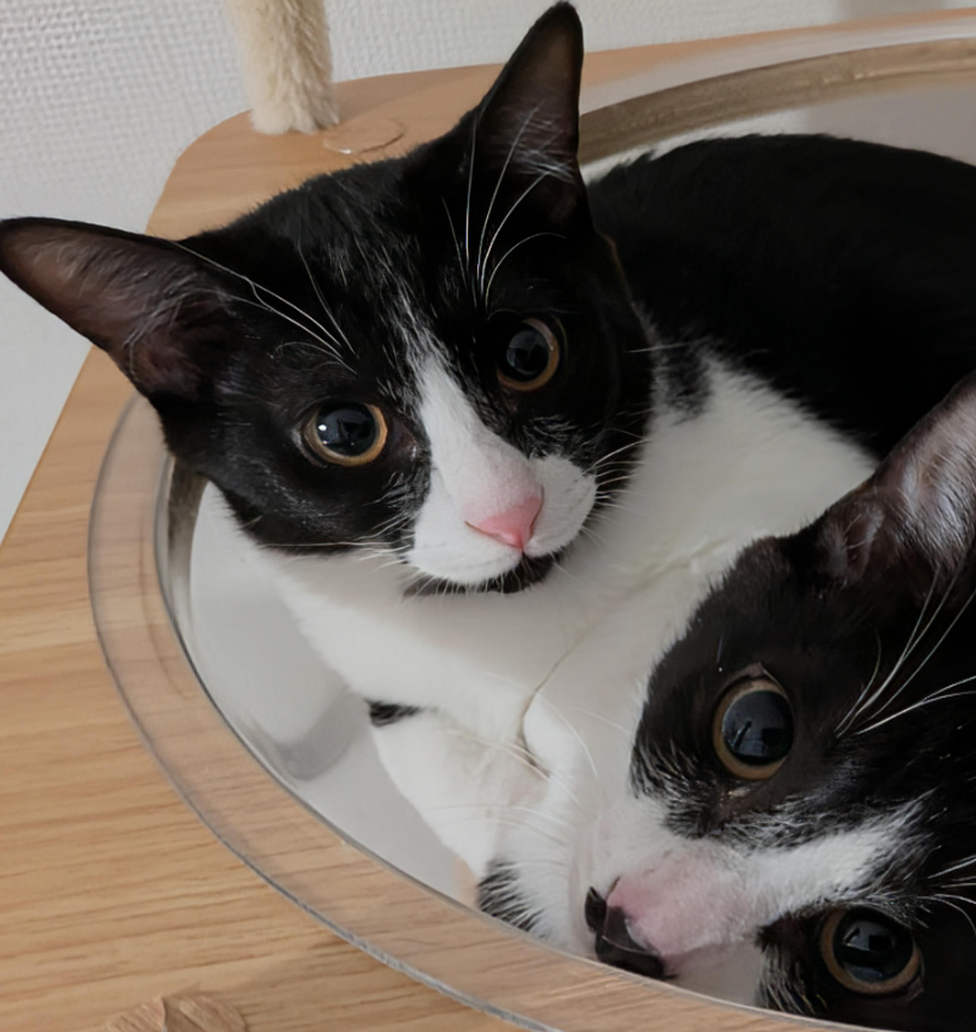 pet-image-3