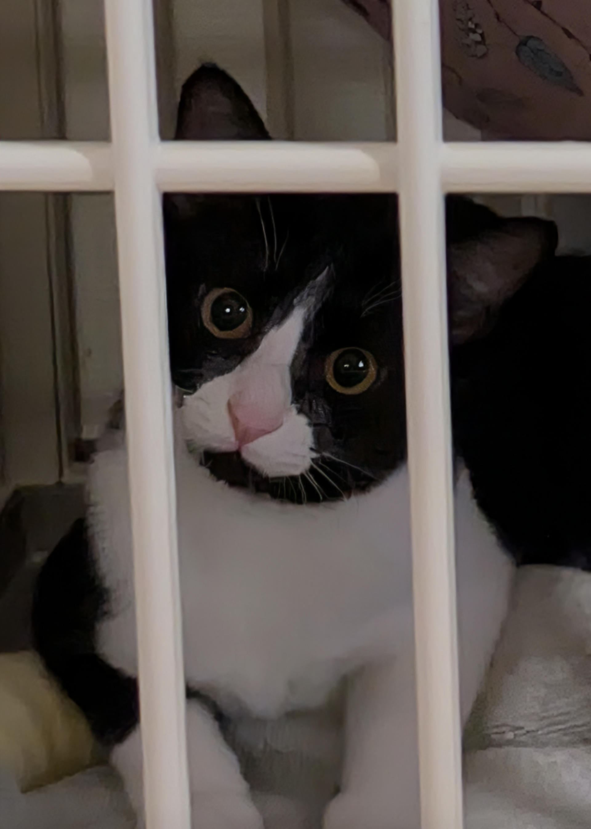 pet-image-2